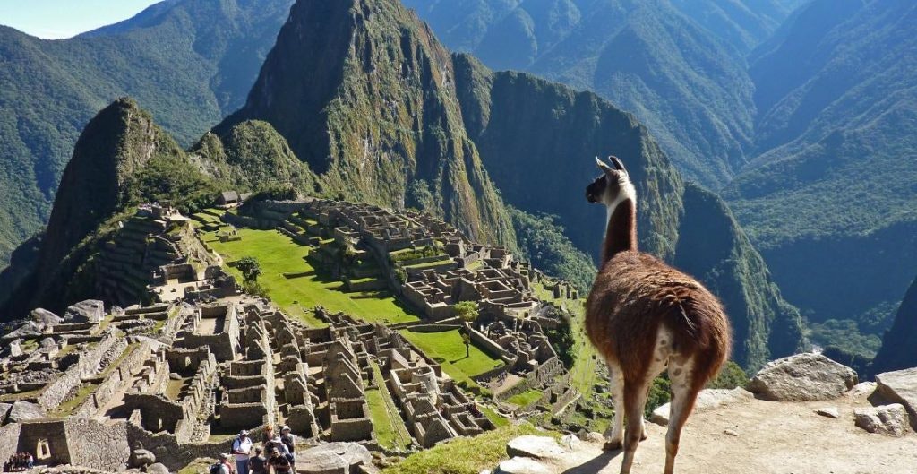 Llama overlooking the ancient ruins of Machu Picchu with mountains in the background.