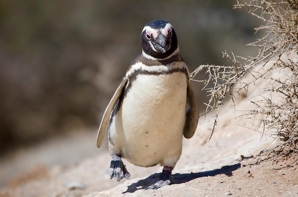 Magellanic penguin in Valdes Peninsula.