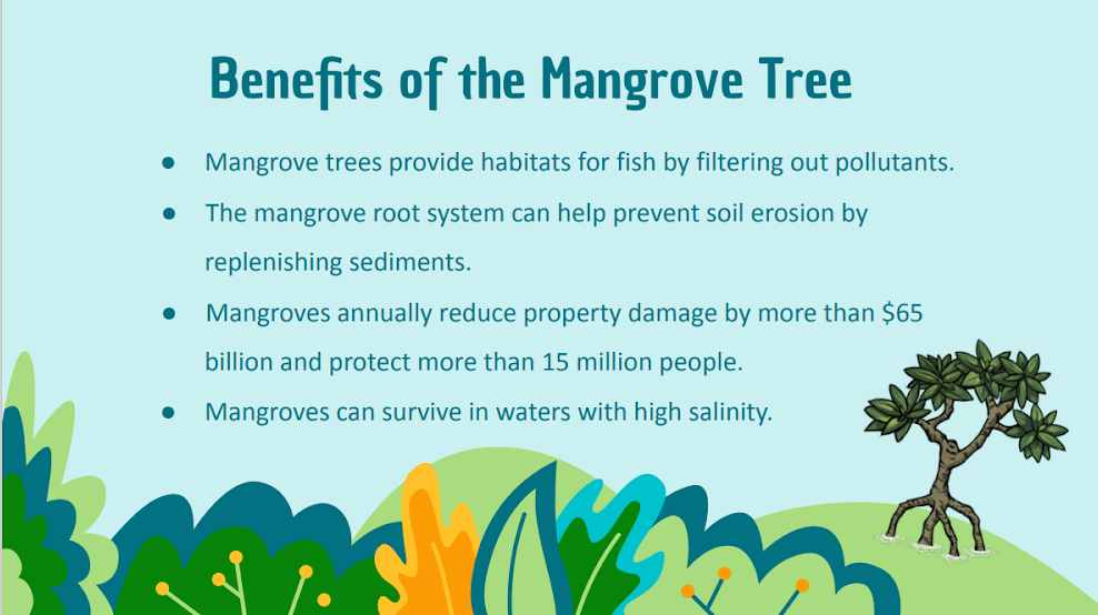 Mangrove trees support fish habitats, reduce erosion with root systems, mitigate property damage, and thrive in salty water conditions.