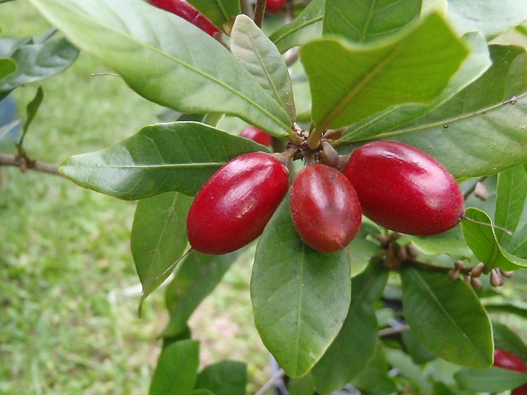 Miracle fruit 