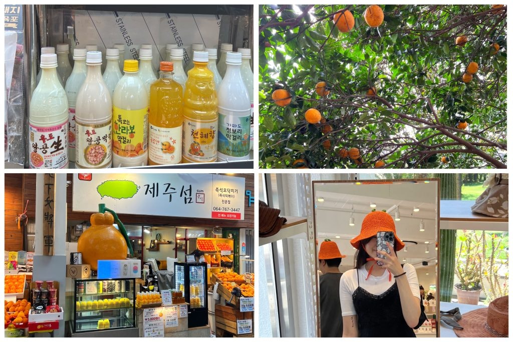 fun facts about south Korea jejudo Hallabong