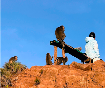 Macaques perched on a bench at Mount Batur, interacting with tourists during sunrise.