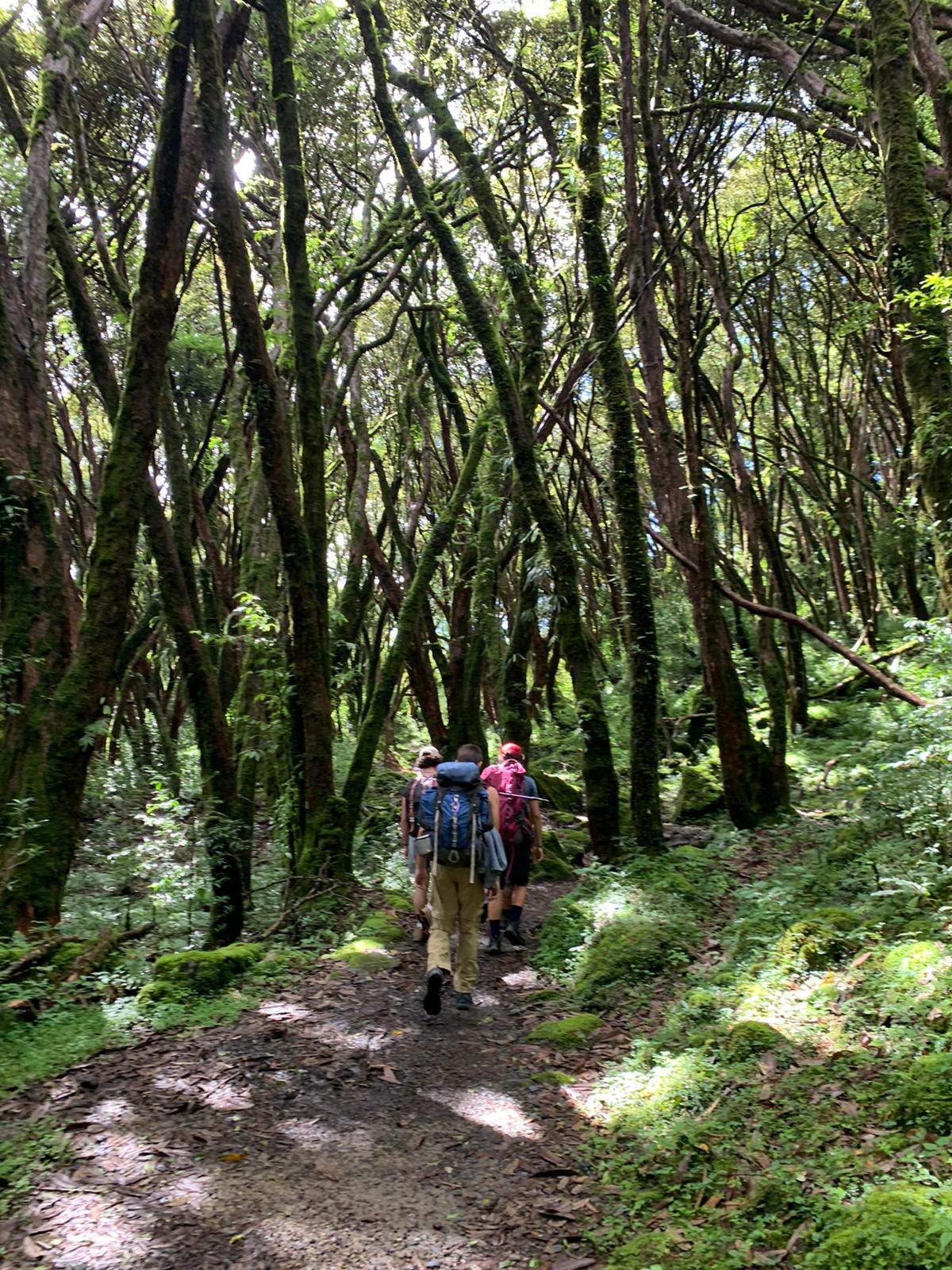 Trekkers with day packs walk single file along a narrow trail through a mossy, close-grown forest.