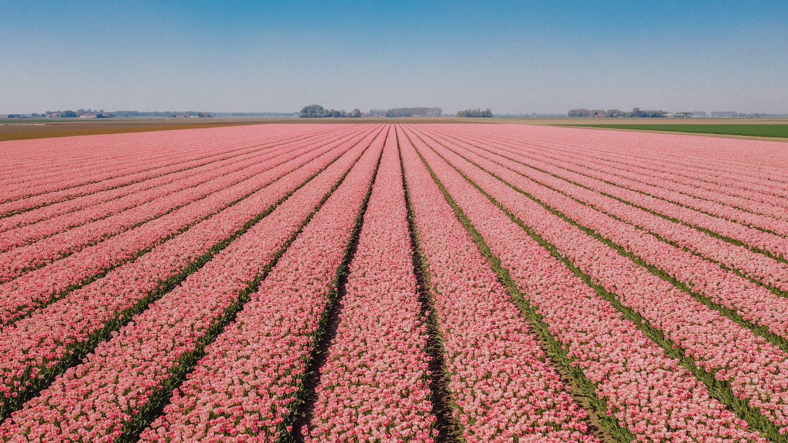 Rows of pink flowers in a Dutch bulb field running dead straight to a flat horizon under a clear sky.