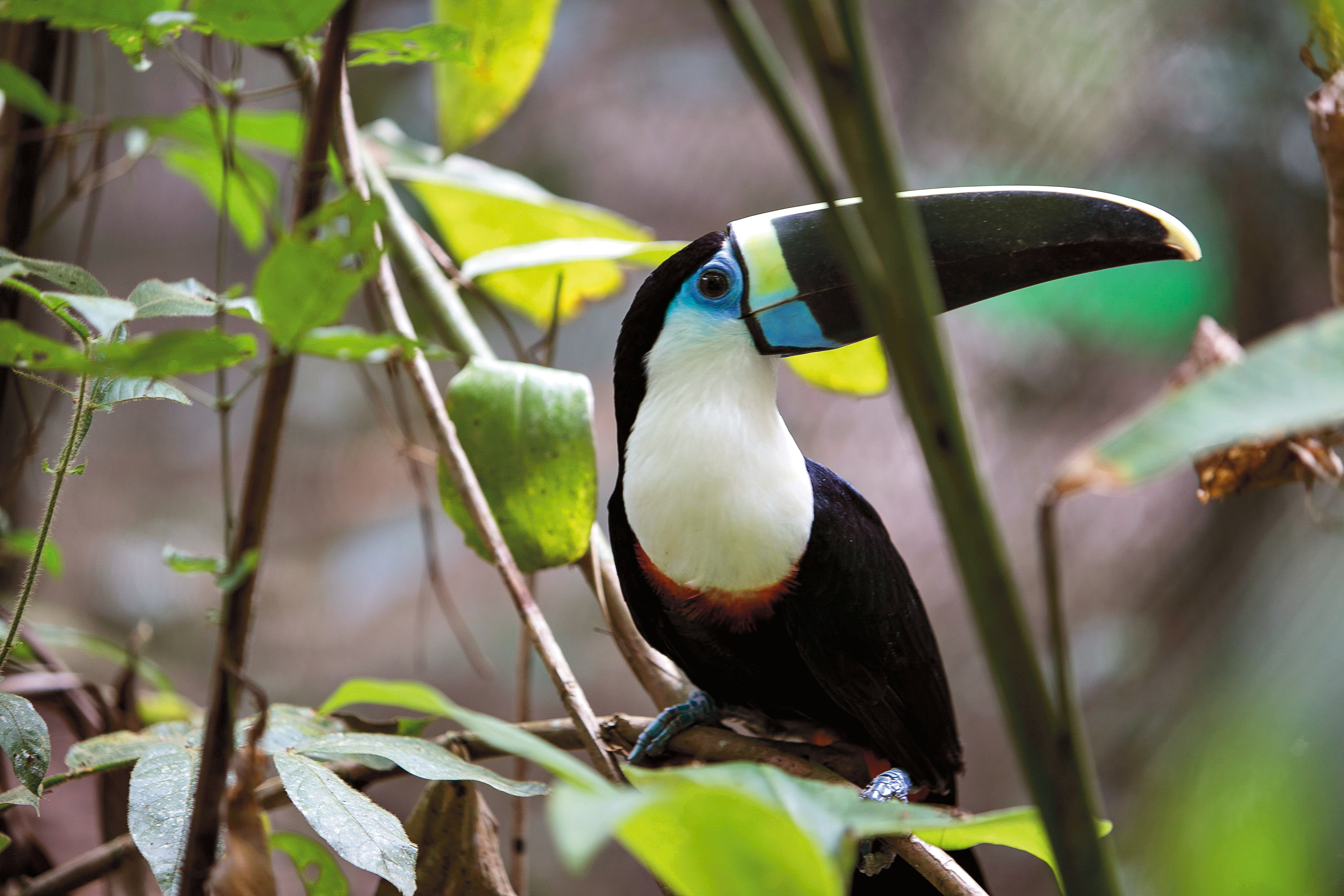 Toucan with a vibrant beak perched on a branch in the jungle.