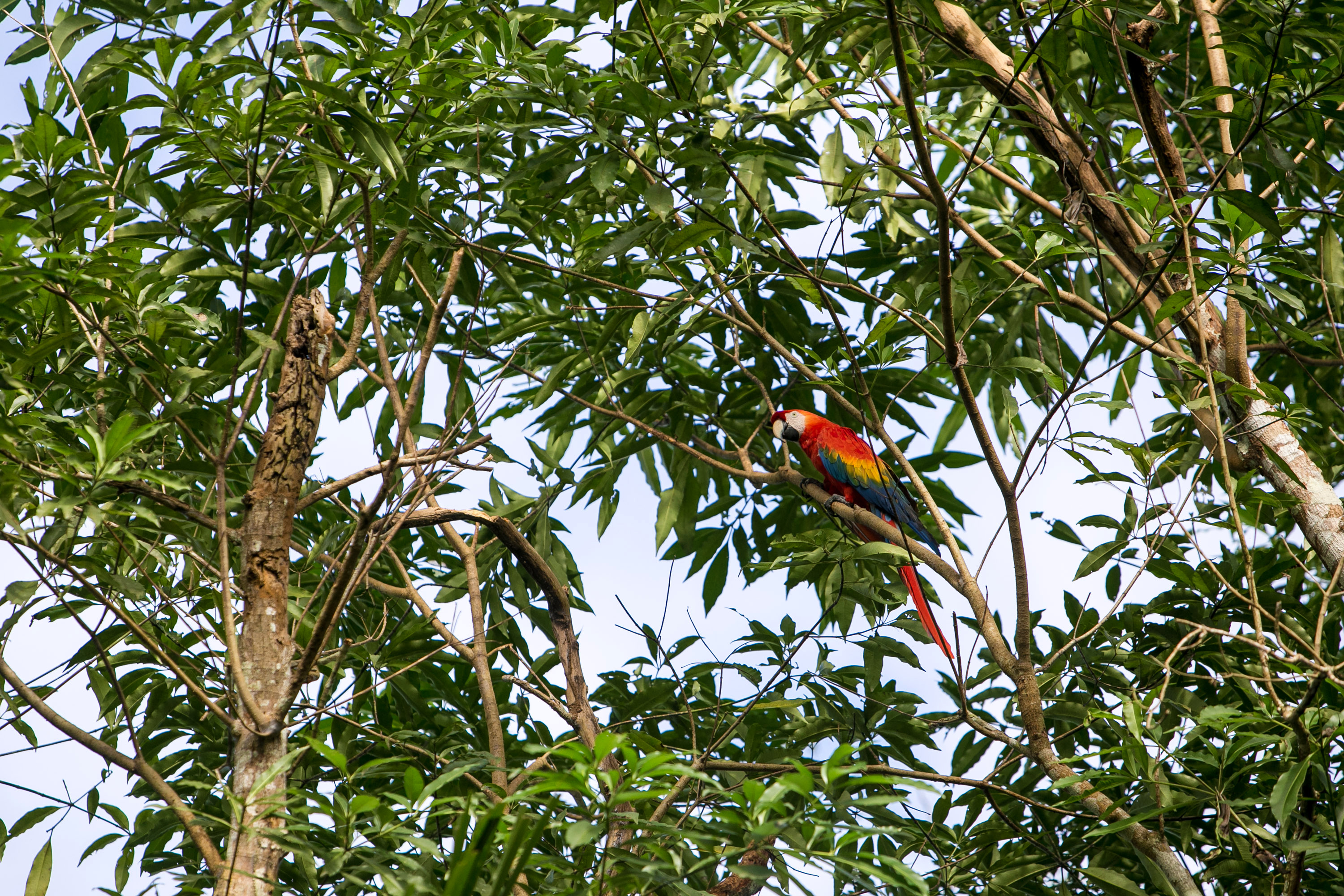 A scarlet macaw perches among leafy branches in the rainforest canopy