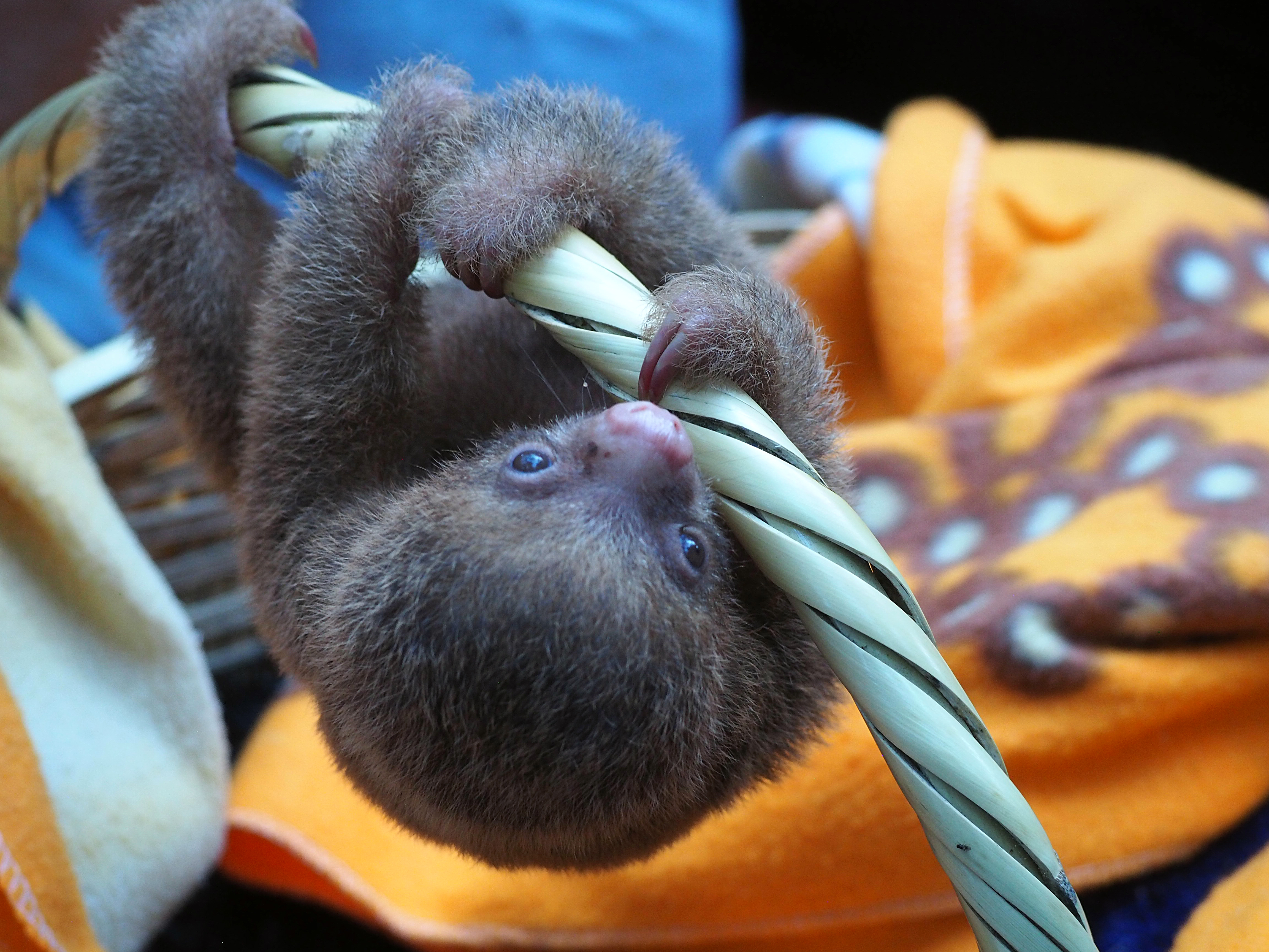 Teen travelers watch a baby sloth cling upside down to a woven basket handle
