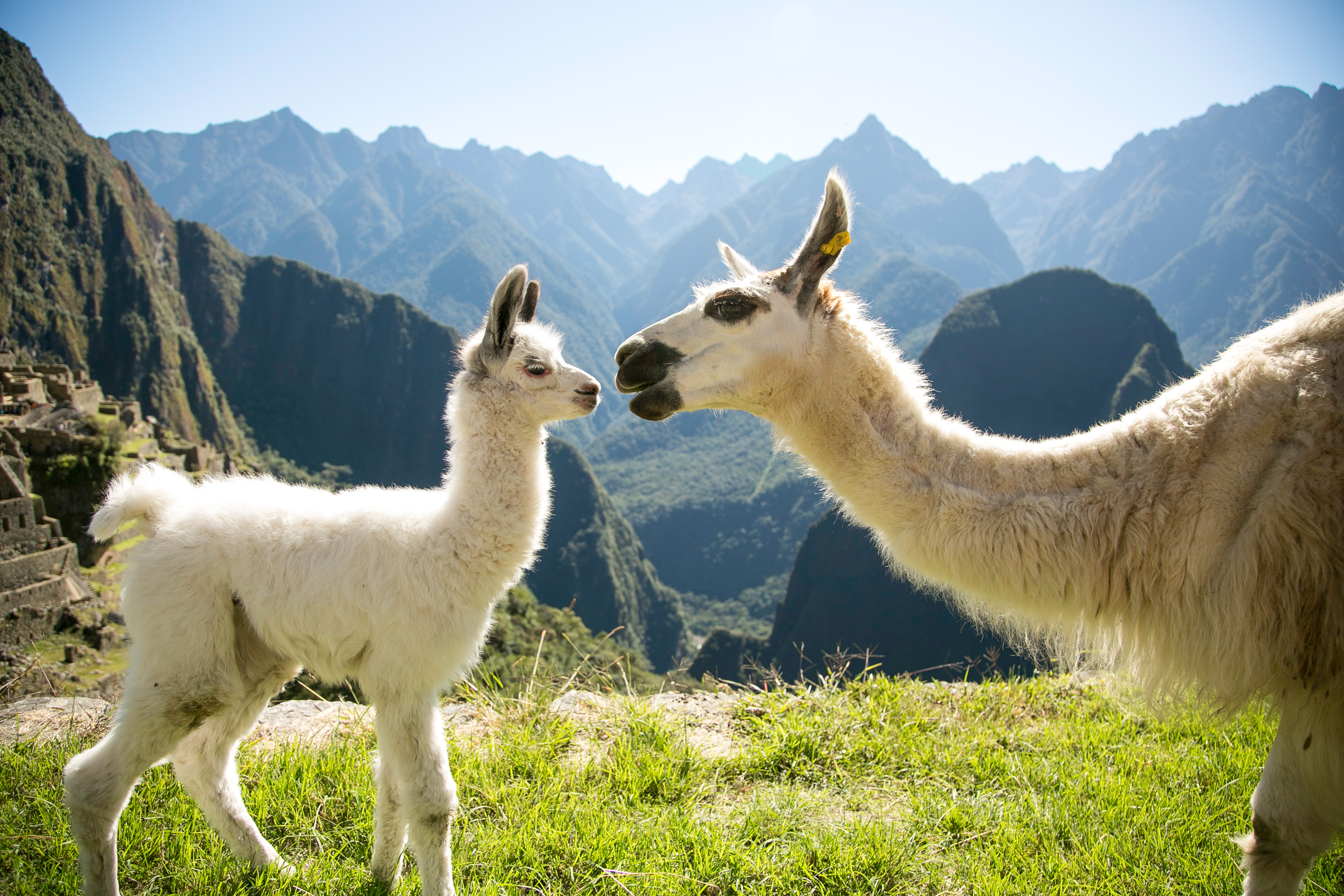 A llama and its calf stand nose to nose on a grassy ridge above Machu Picchu