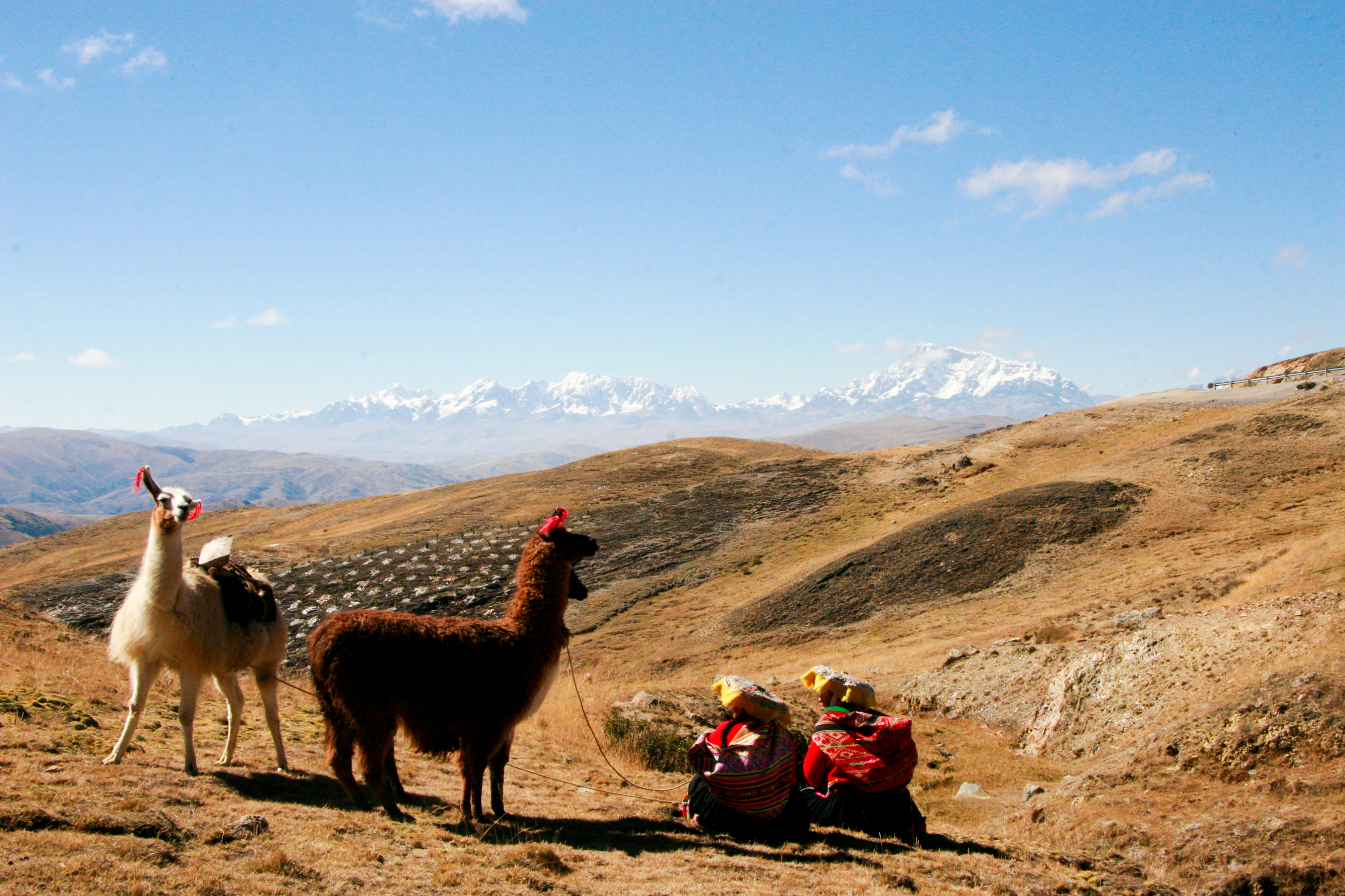 Llamas stand on an Andean hillside as students rest nearby with snow-capped peaks in the distance