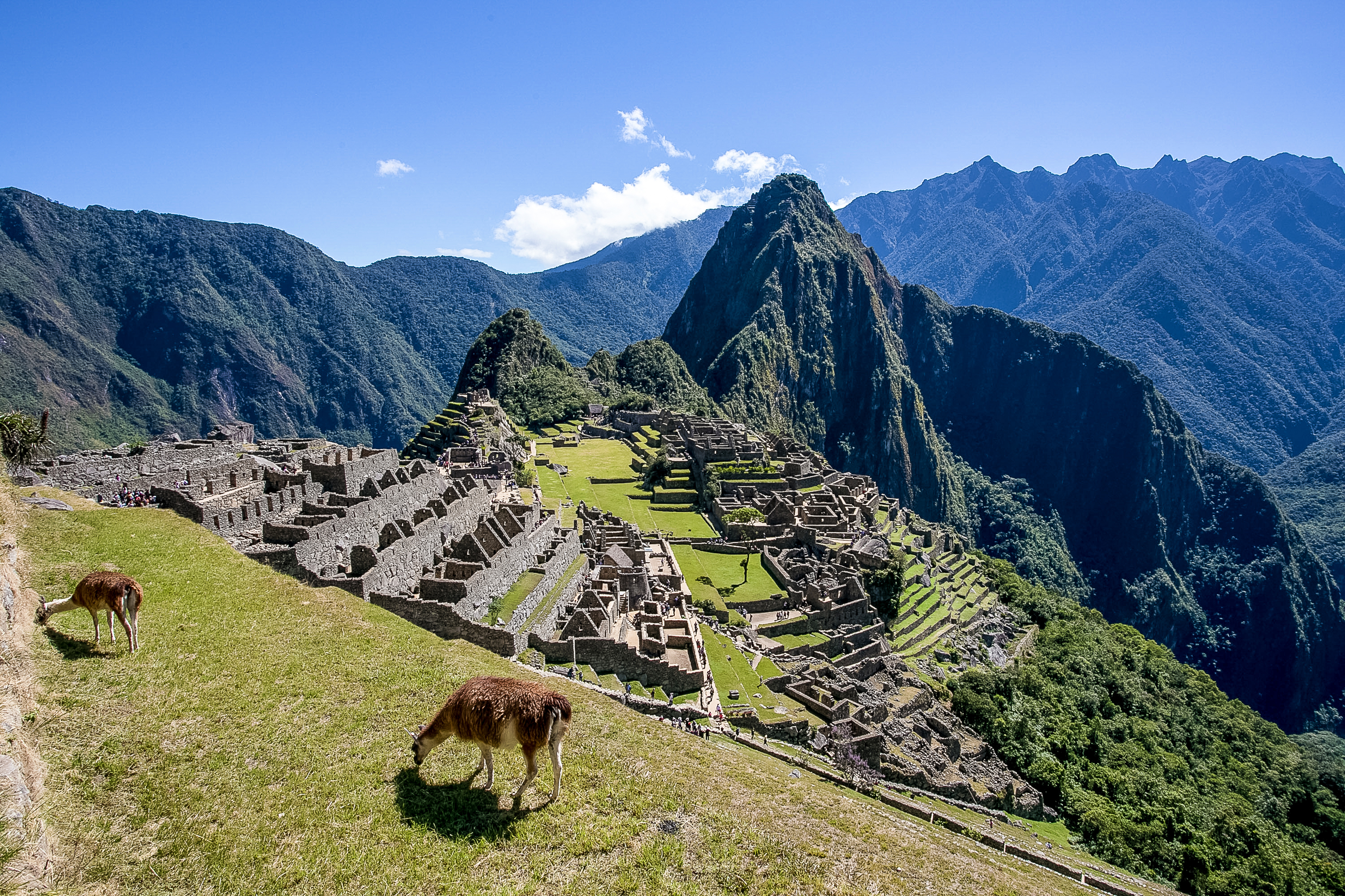 Llamas graze on a grassy terrace overlooking the Machu Picchu ruins