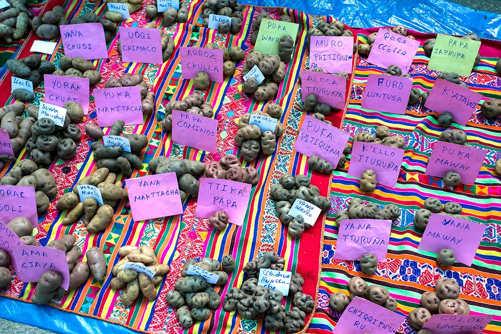 Various potato varieties