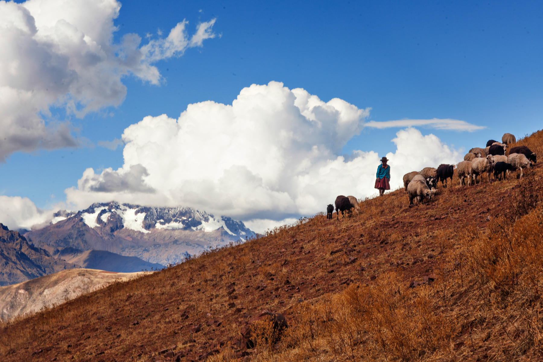 a person with sheep on a hill in Peru
