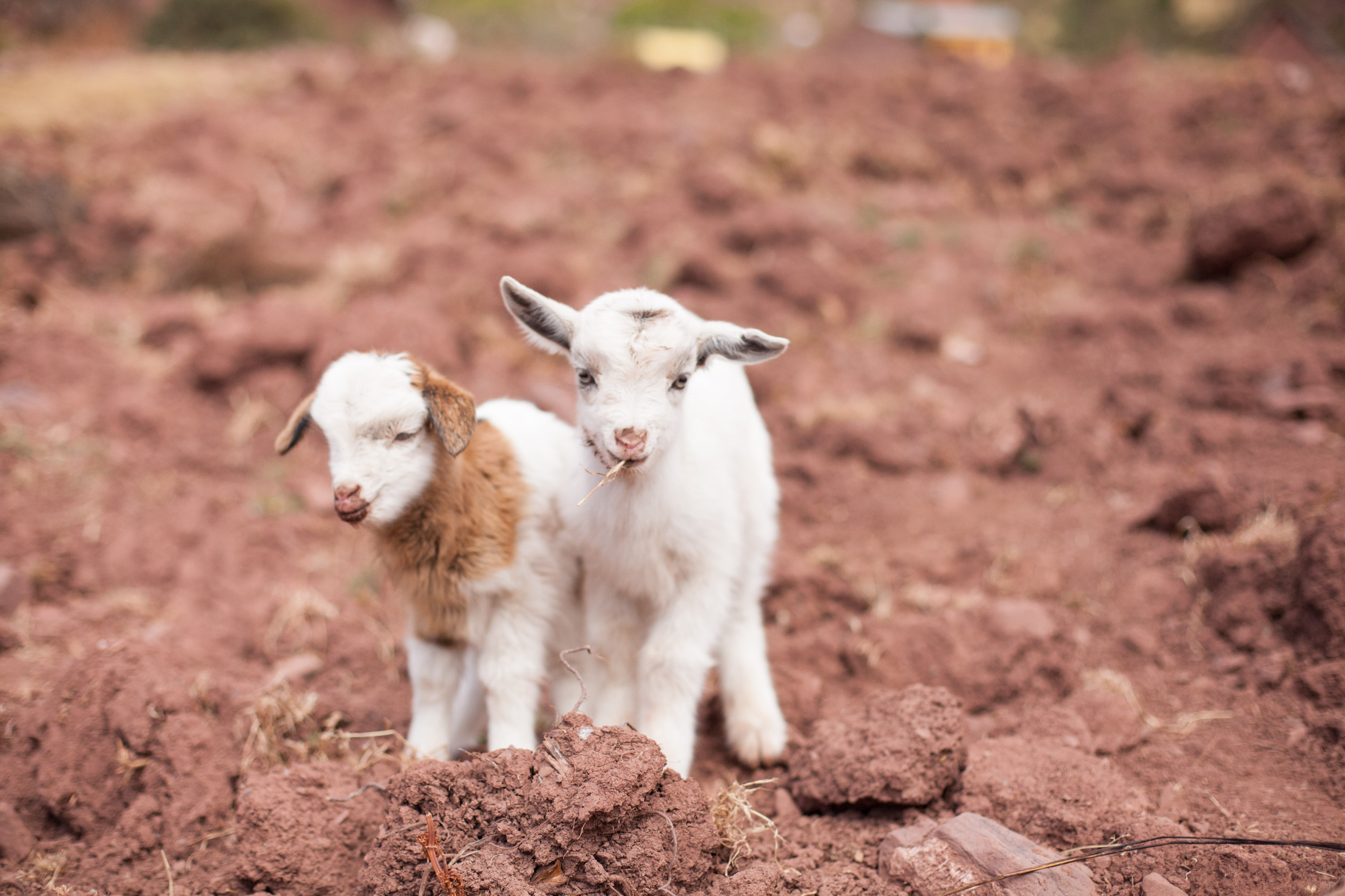 Two small white goats.