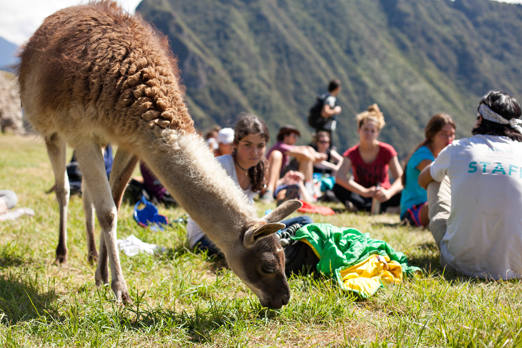 Llama grazing near a group of people sitting on grass with mountains in the background.