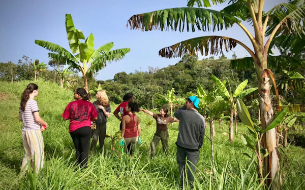A small group of students stands in long grass among young plantain trees while a guide in a cap talks and points into the planting.