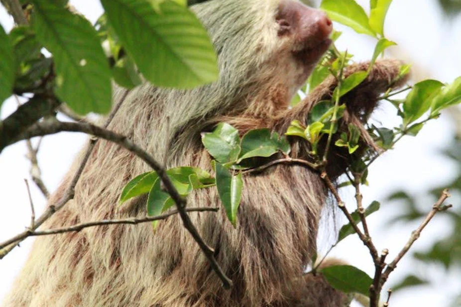 Costa Rica: Surf and Service | Rustic Pathways