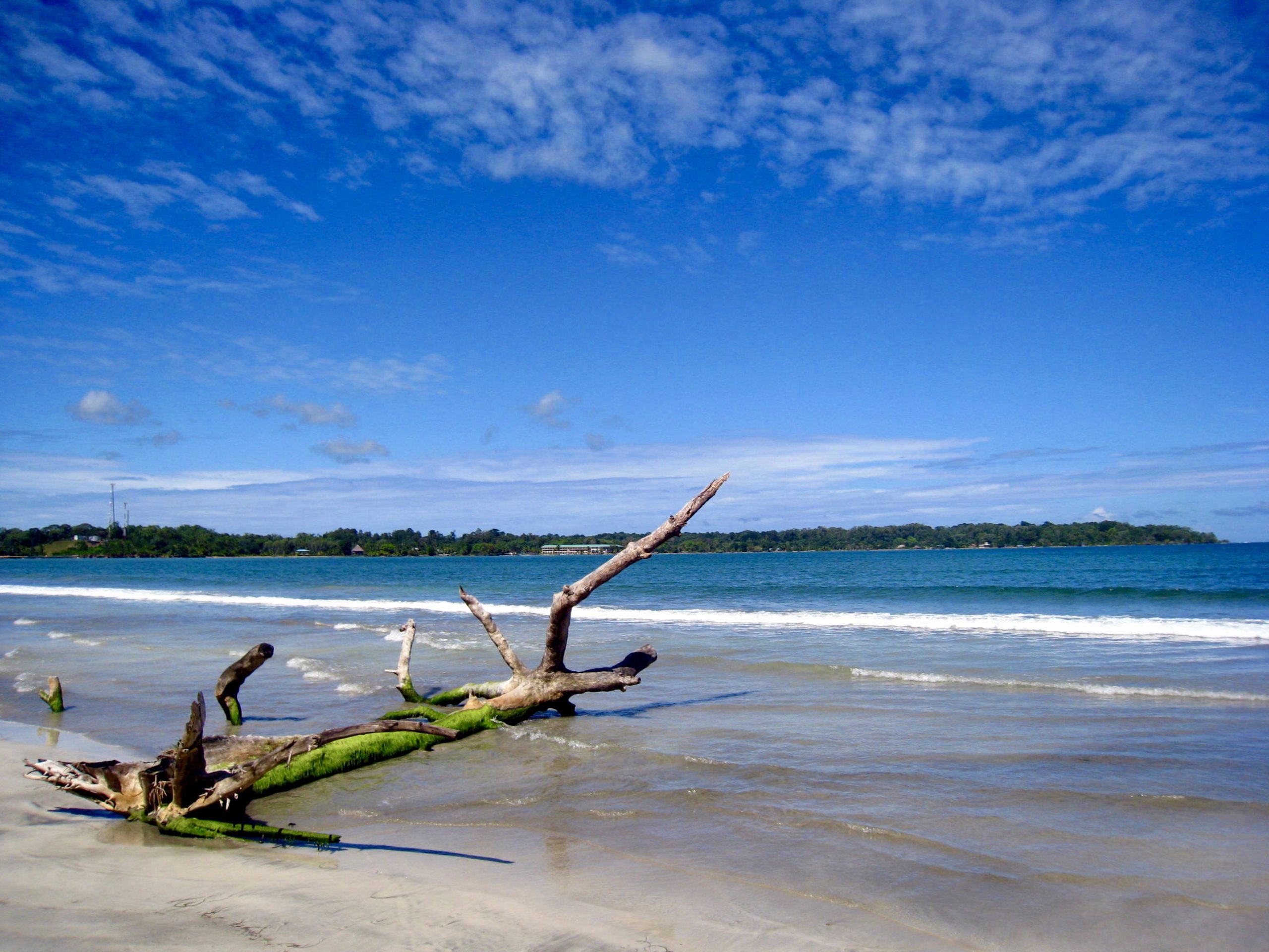 Weathered driftwood rests on a sandy beach with calm surf and blue sky