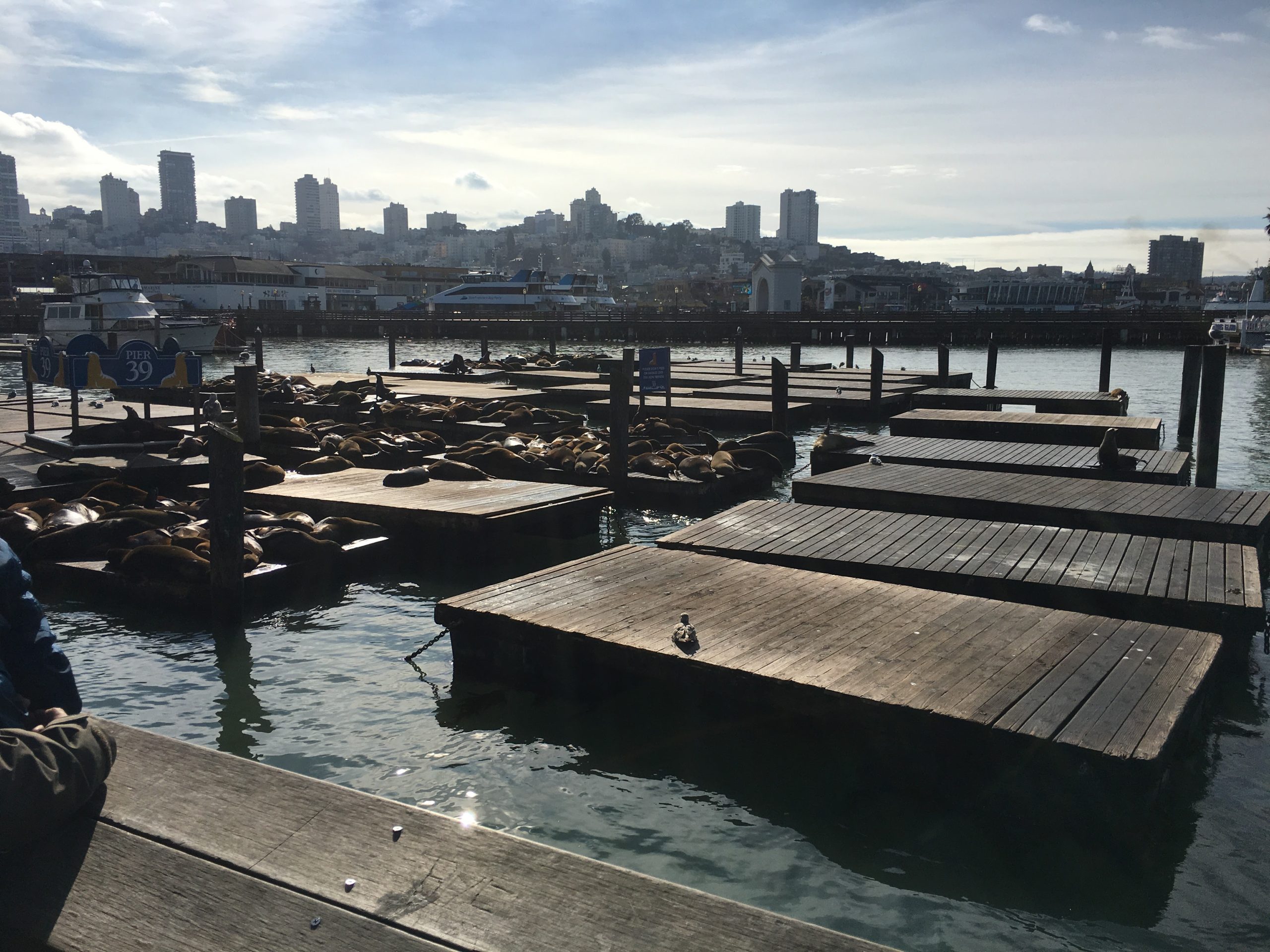 Sea lions lounging on floating docks at Pier 39 in San Francisco with the city skyline in the distance.