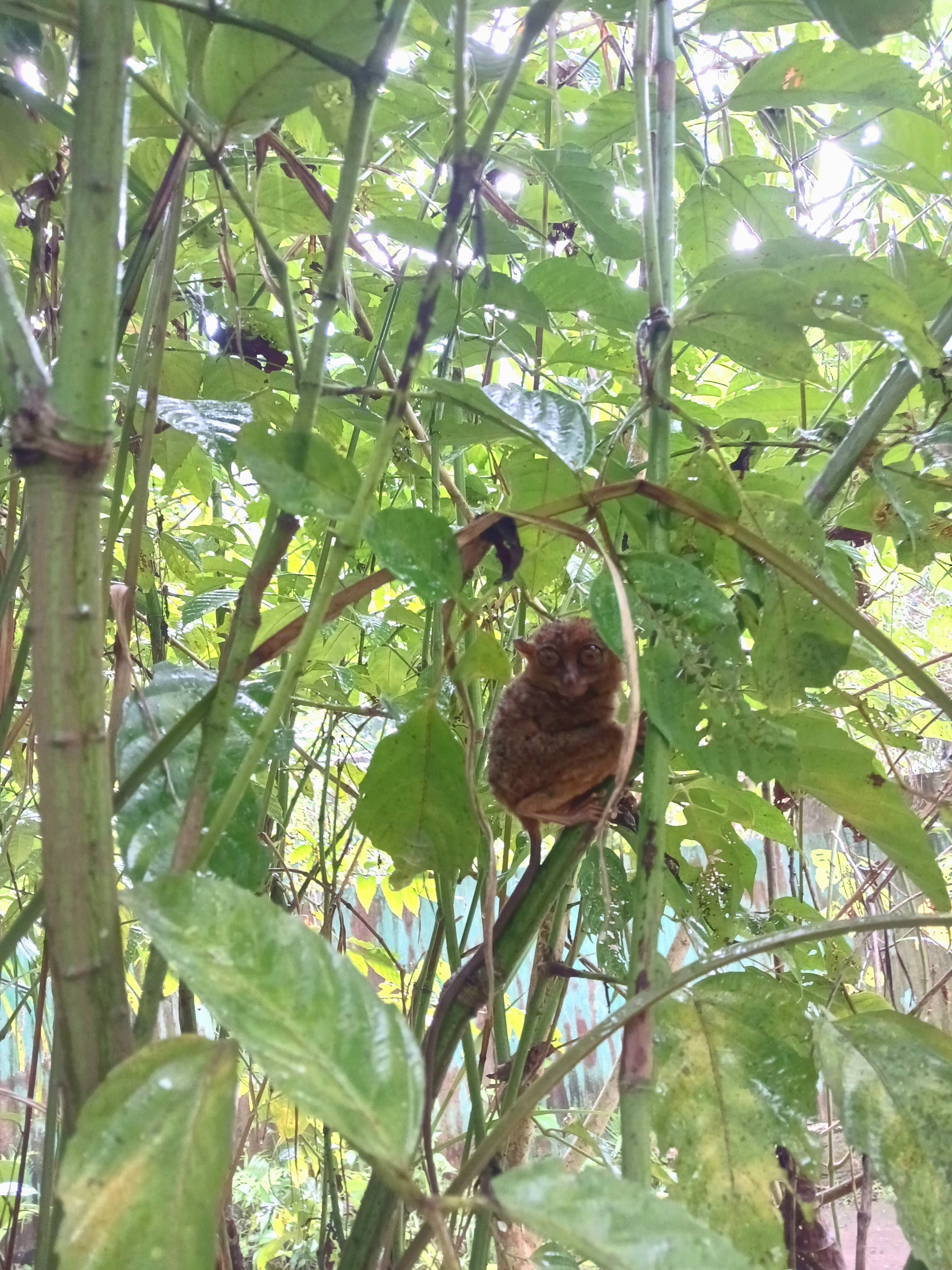 A small brown tarsier clinging to a thin stem among green leaves.