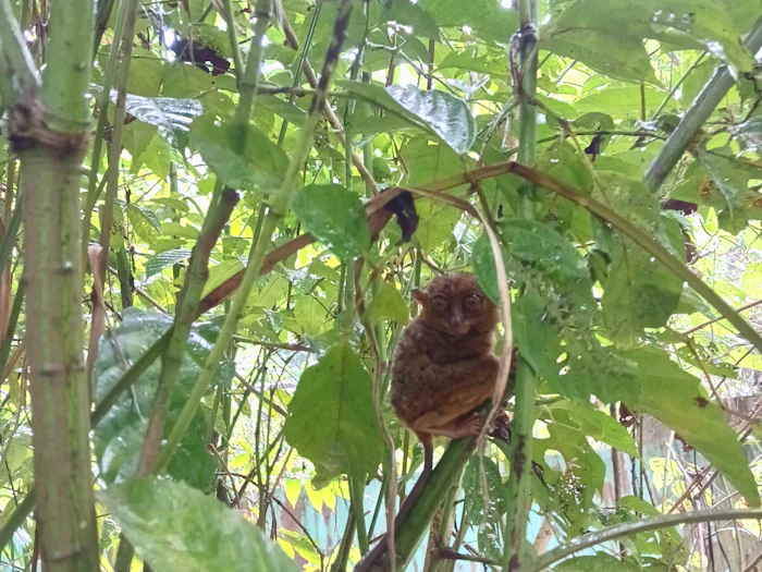A small brown tarsier clinging to a thin stem among green leaves.