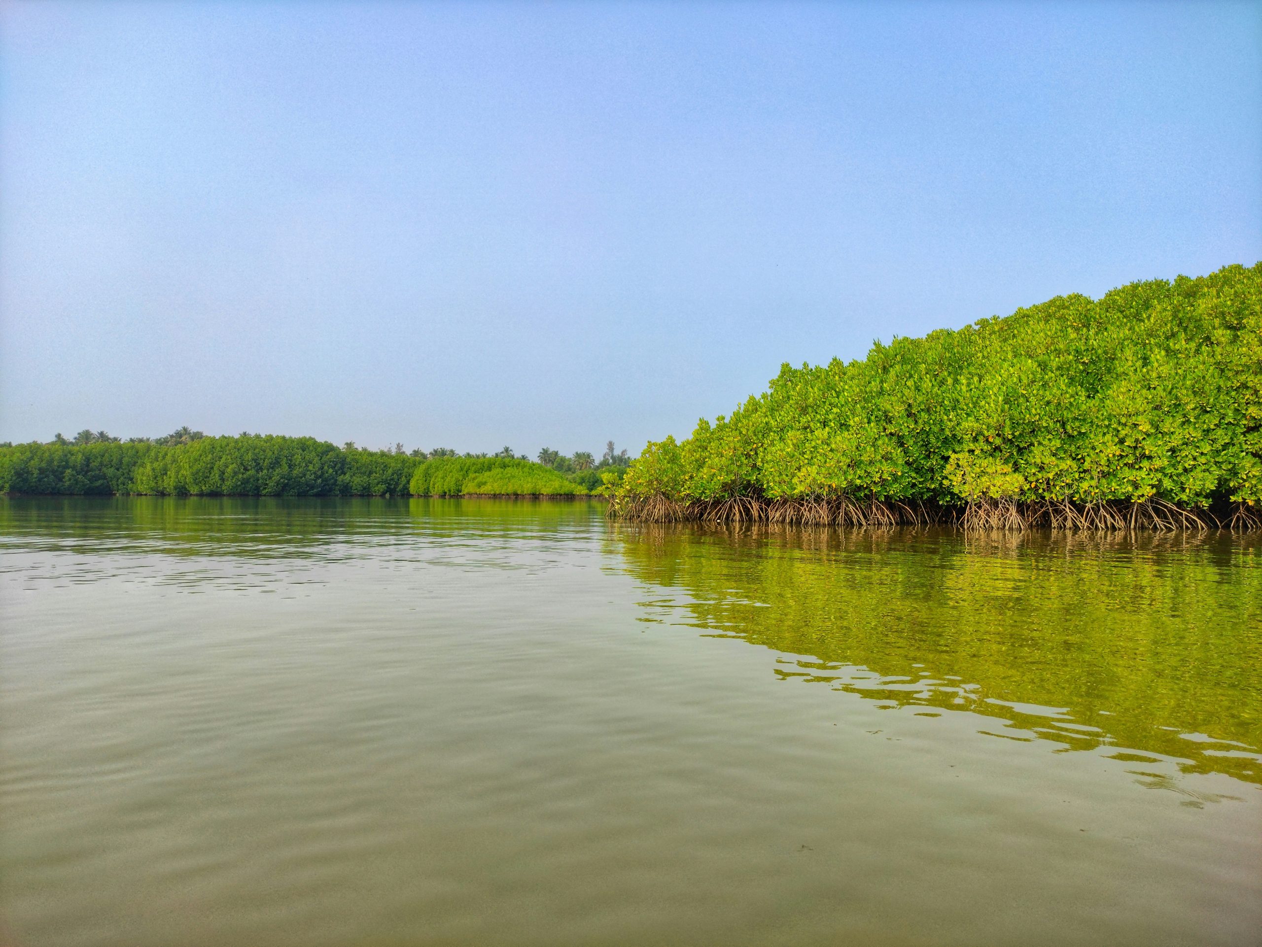 Dense green mangroves rising from calm, still water.