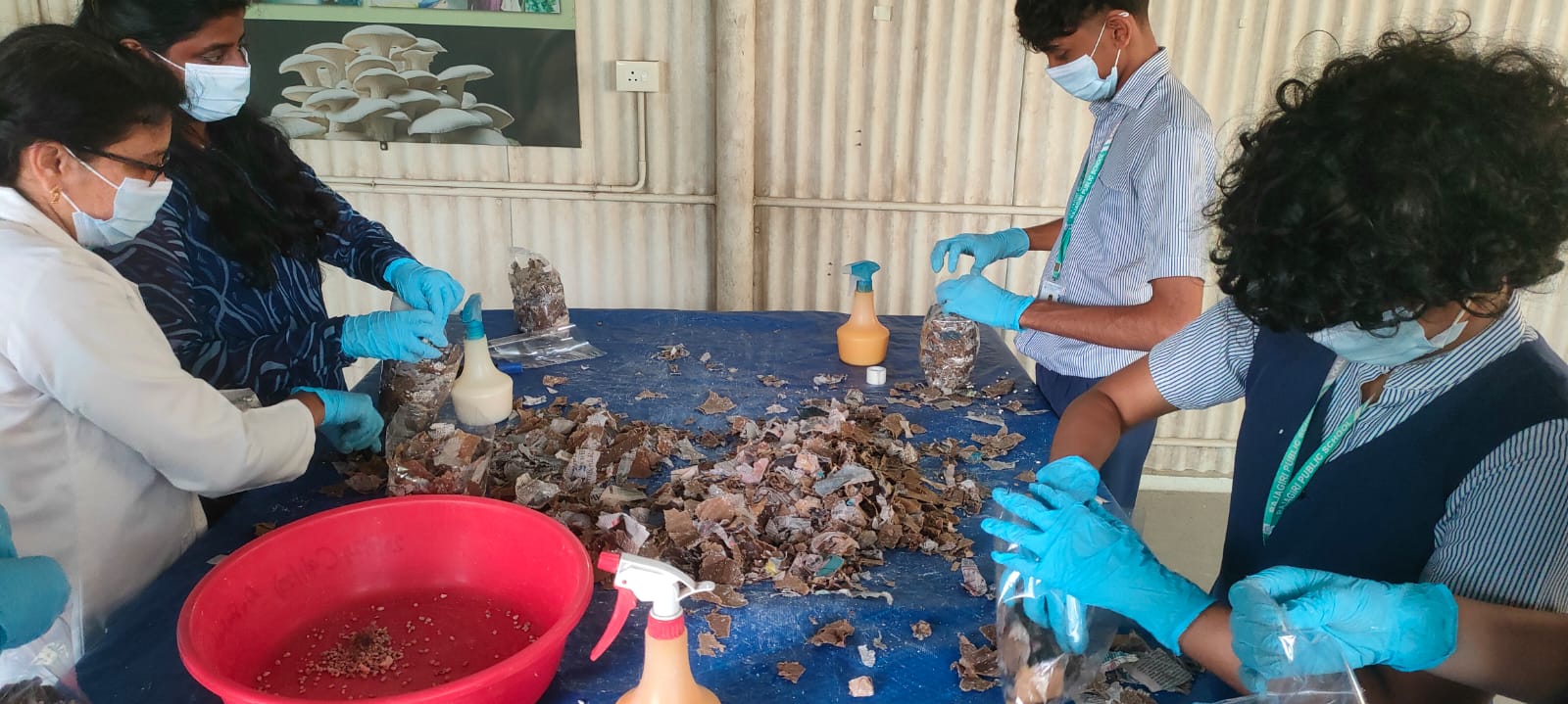 Rishi Gautham - Waste To Wealth: Oyster Mushroom Cultivation Using Waste Cardboard And Paper As Susbtrate - Image 1