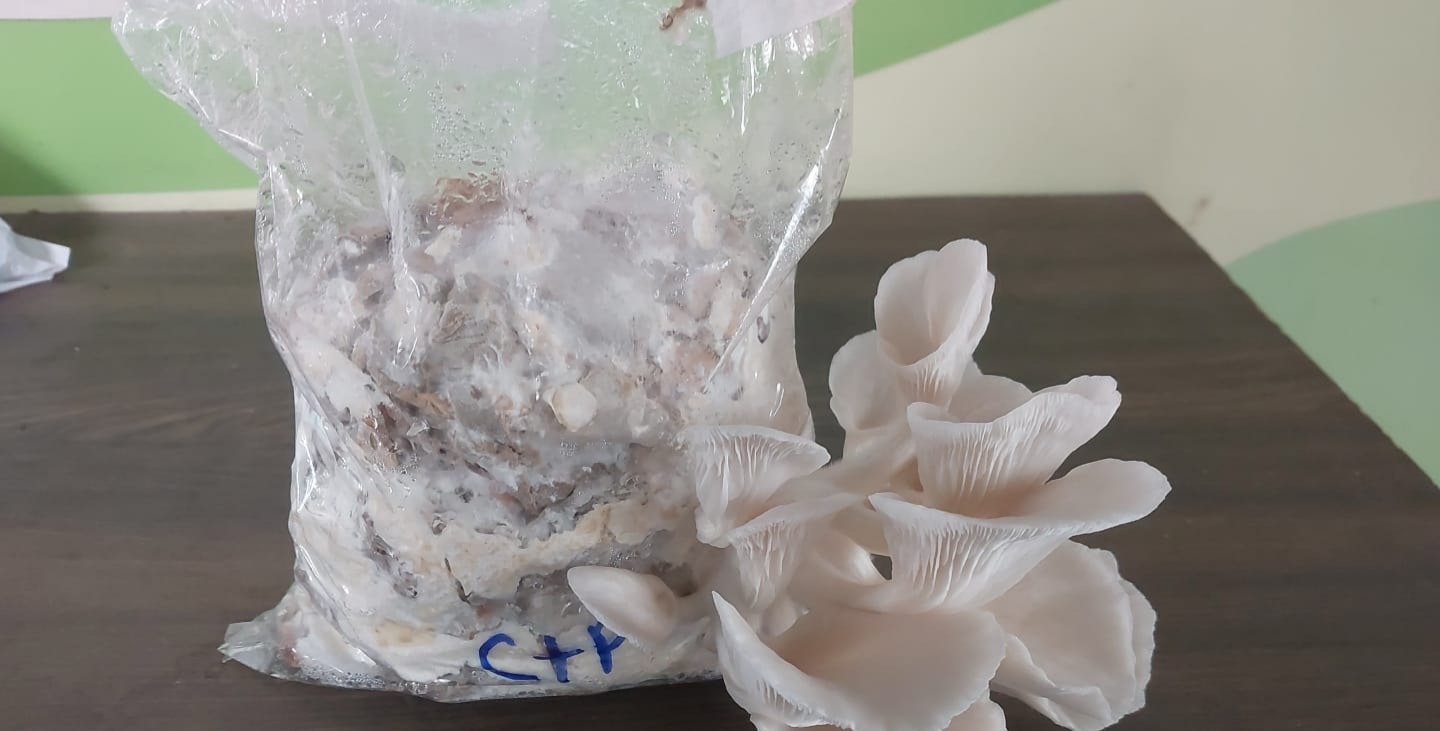 Rishi Gautham - Waste To Wealth: Oyster Mushroom Cultivation Using Waste Cardboard And Paper As Susbtrate - Image 3