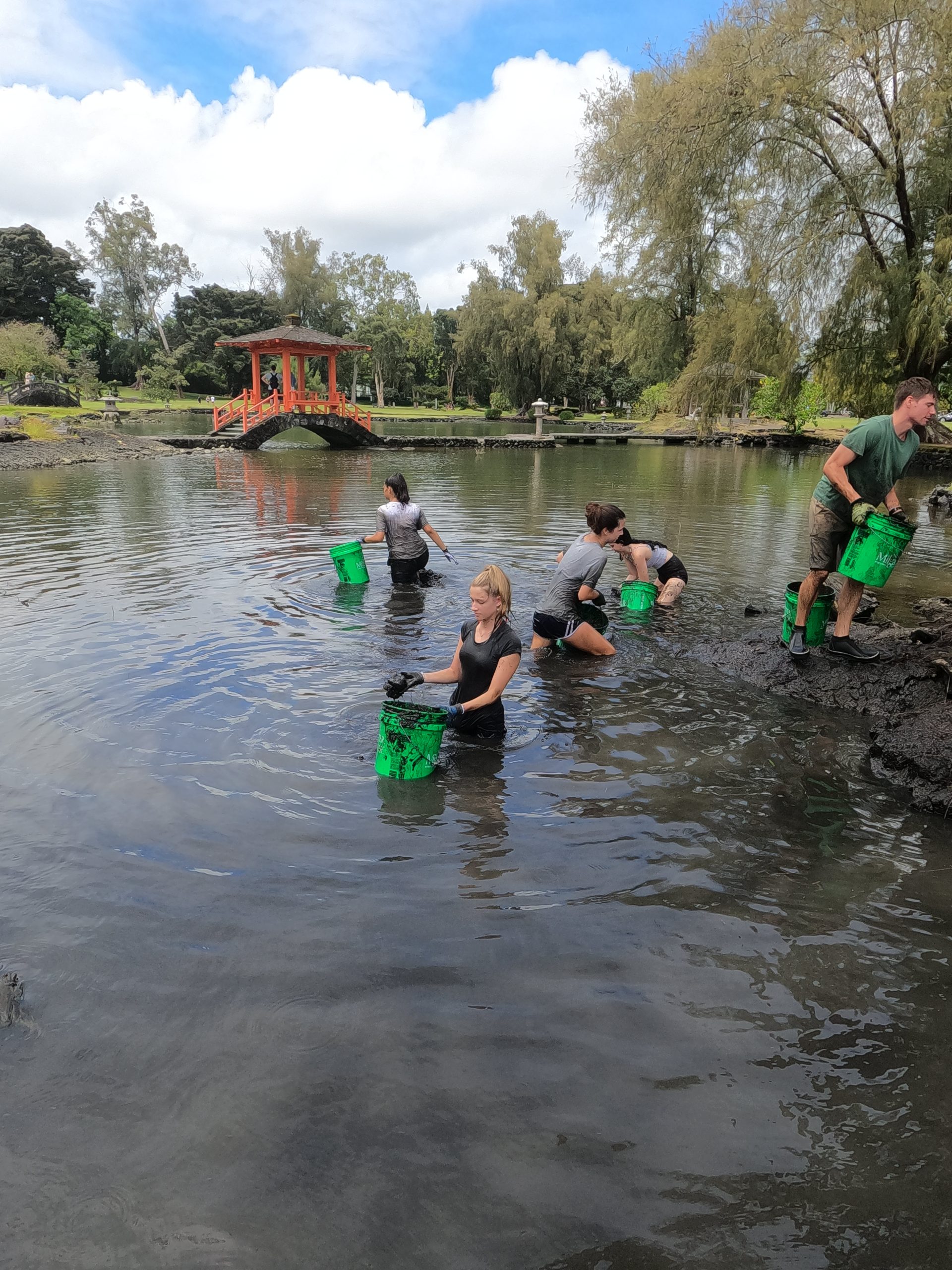 Students wade through a pond carrying buckets during a cleanup project near a red bridge