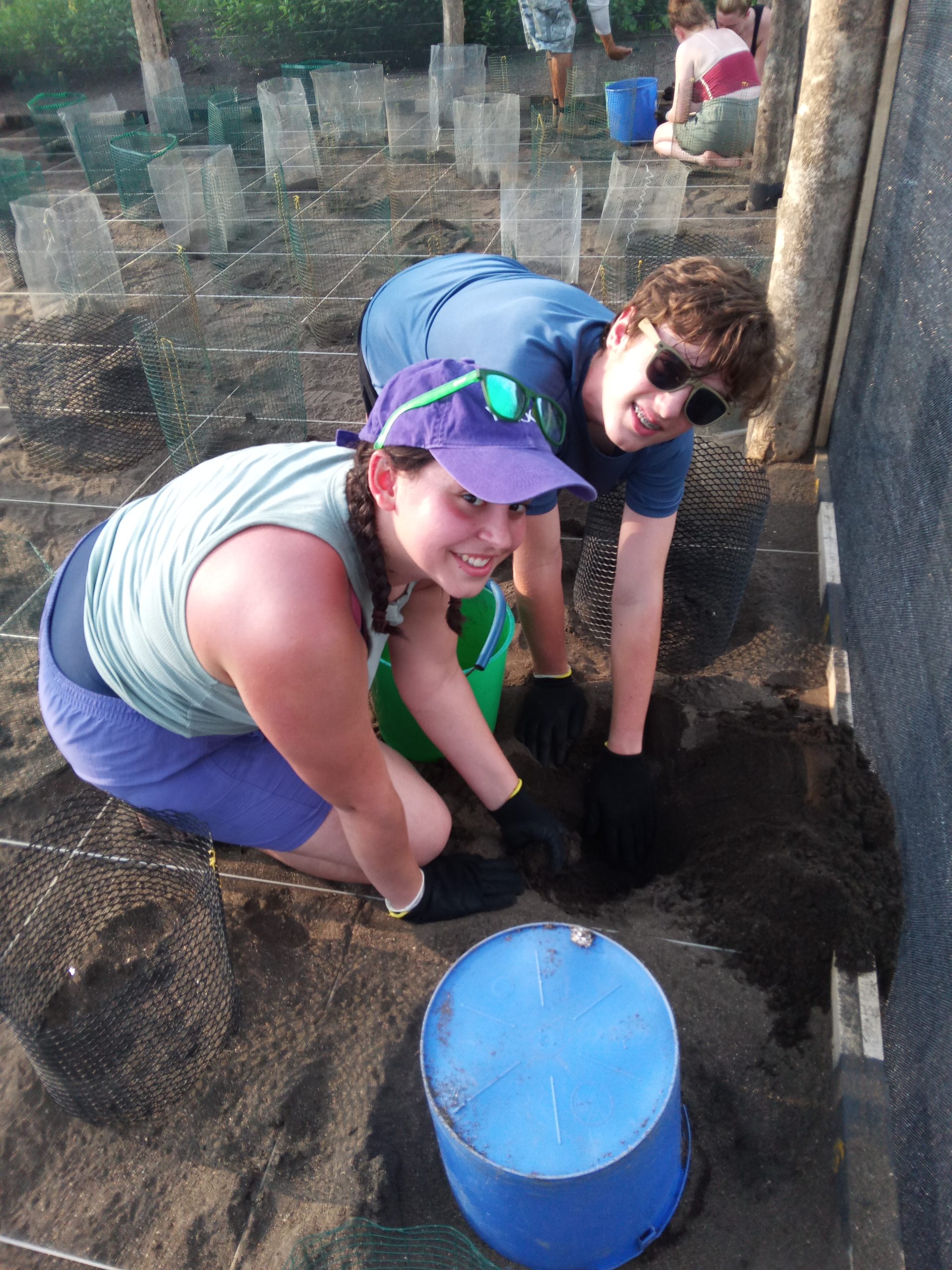 Students dig in the sand next to a hatchery enclosure lined with wire mesh cages
