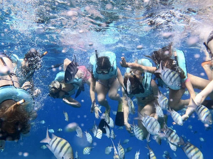 Students in snorkel vests swim together among striped reef fish in the Dominican Republic