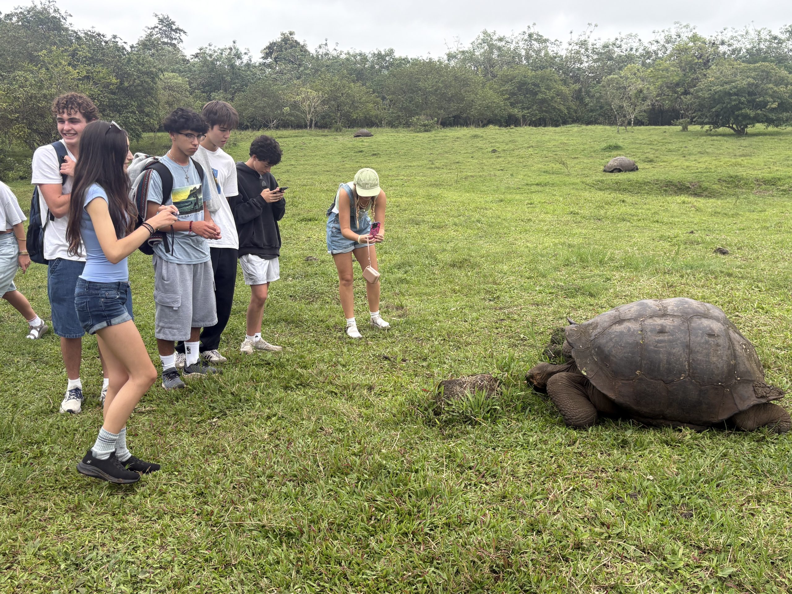 Students observe a giant tortoise in a grassy field