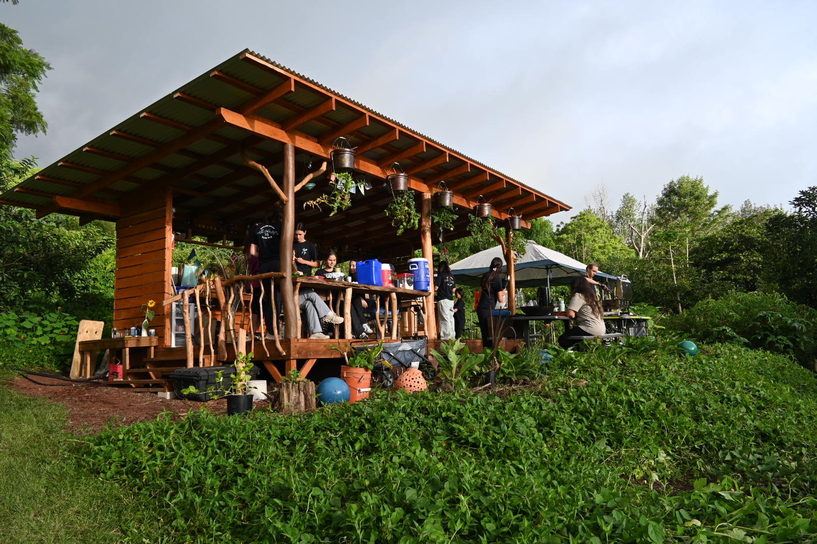 An open-air wooden pavilion stands above a green garden at a farm in Hawaii