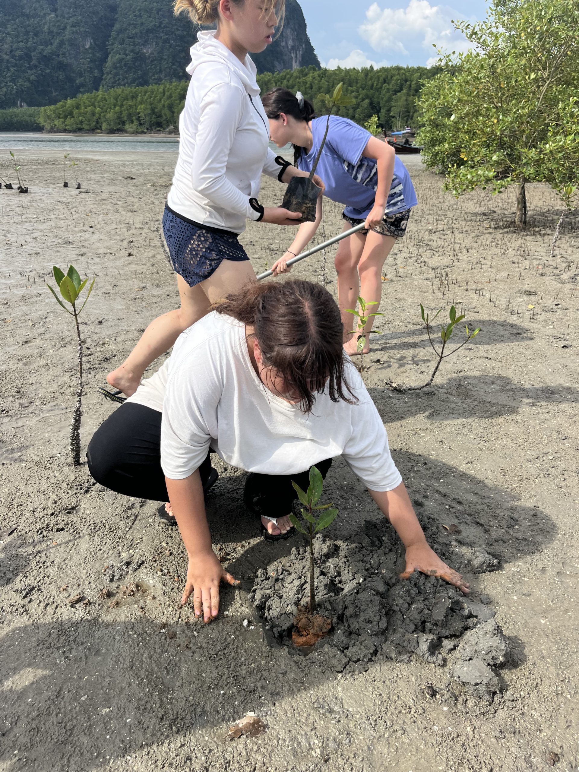Students plant mangrove saplings in muddy tidal flats along the coast