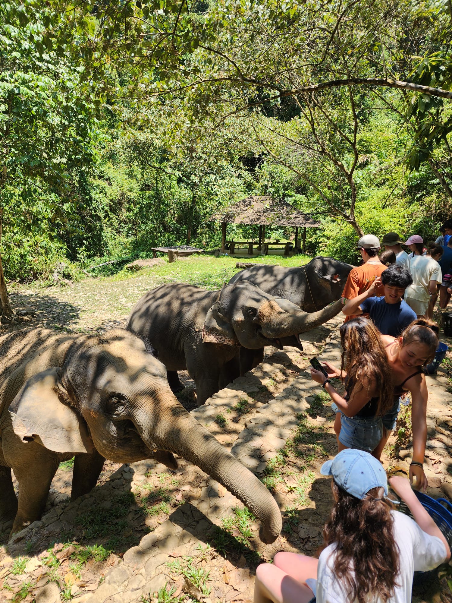 Students gather among elephants at a forest sanctuary in Khao Sok