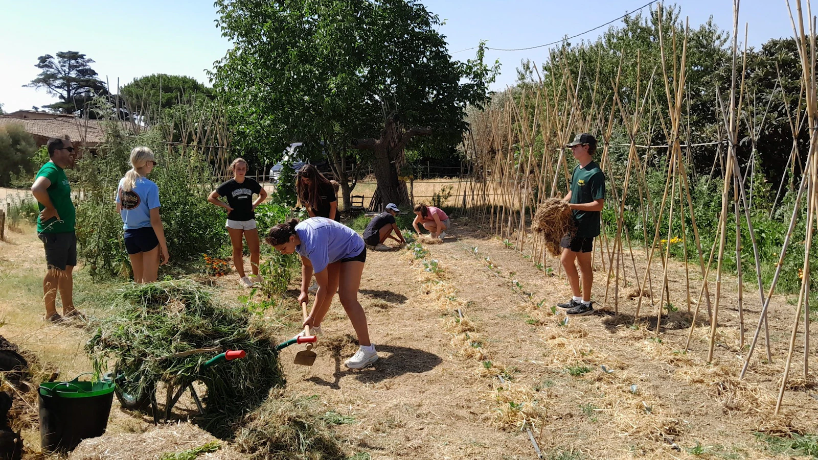 Teen travelers weed between rows of young plants and tall bean poles on a farm
