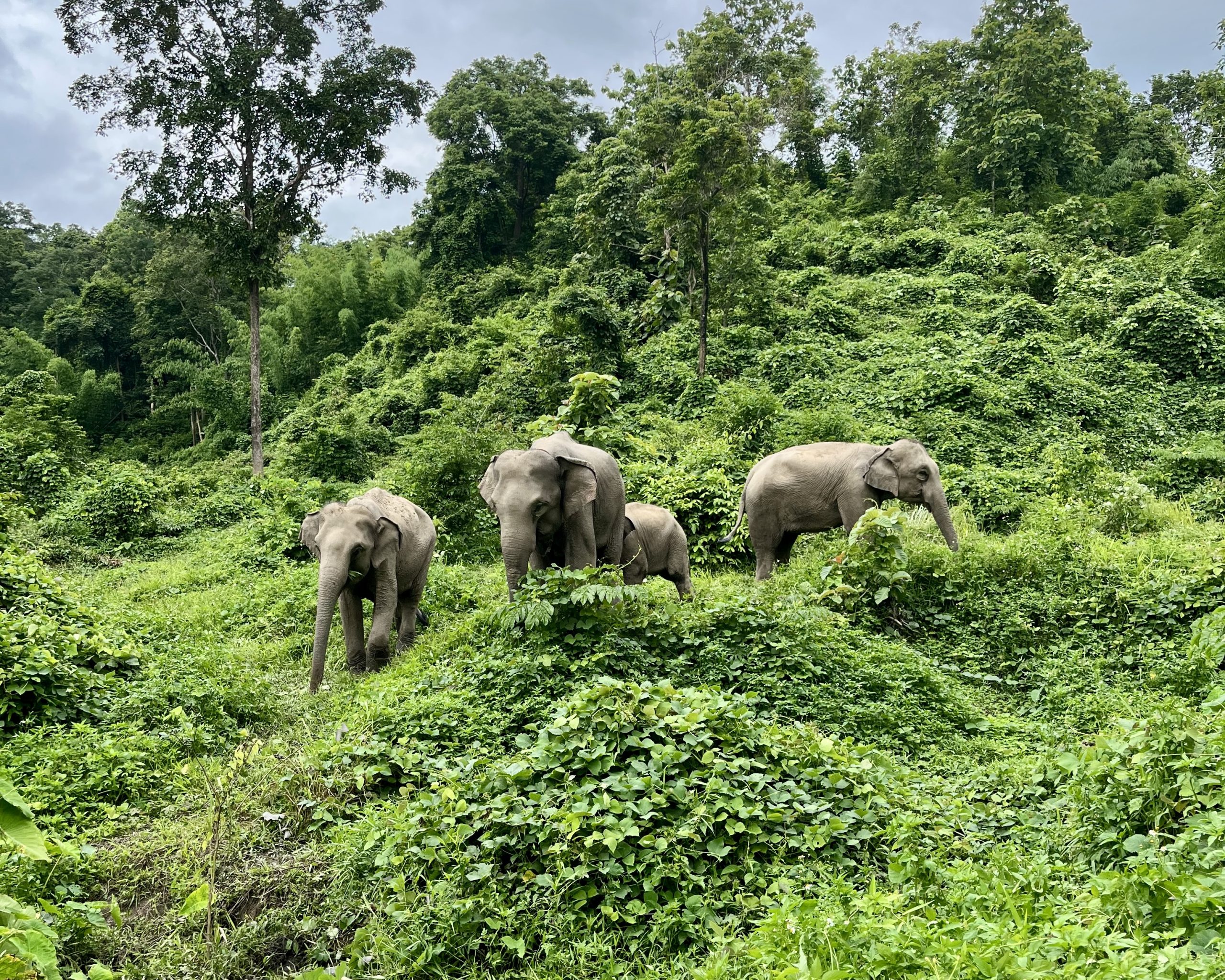 School Trip to Thailand: Elephant Conservation