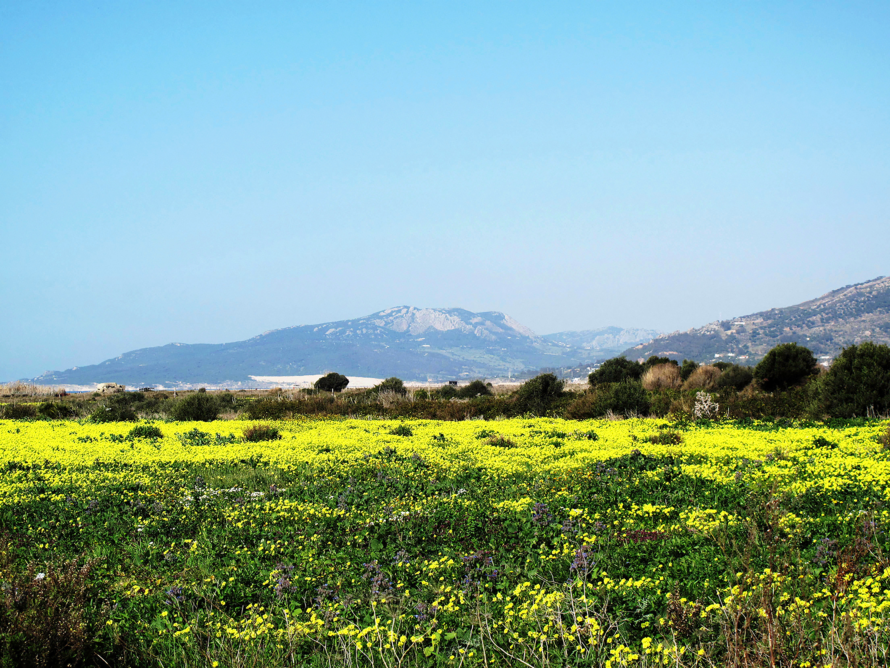 Yellow wildflowers across an open field with mountains beyond