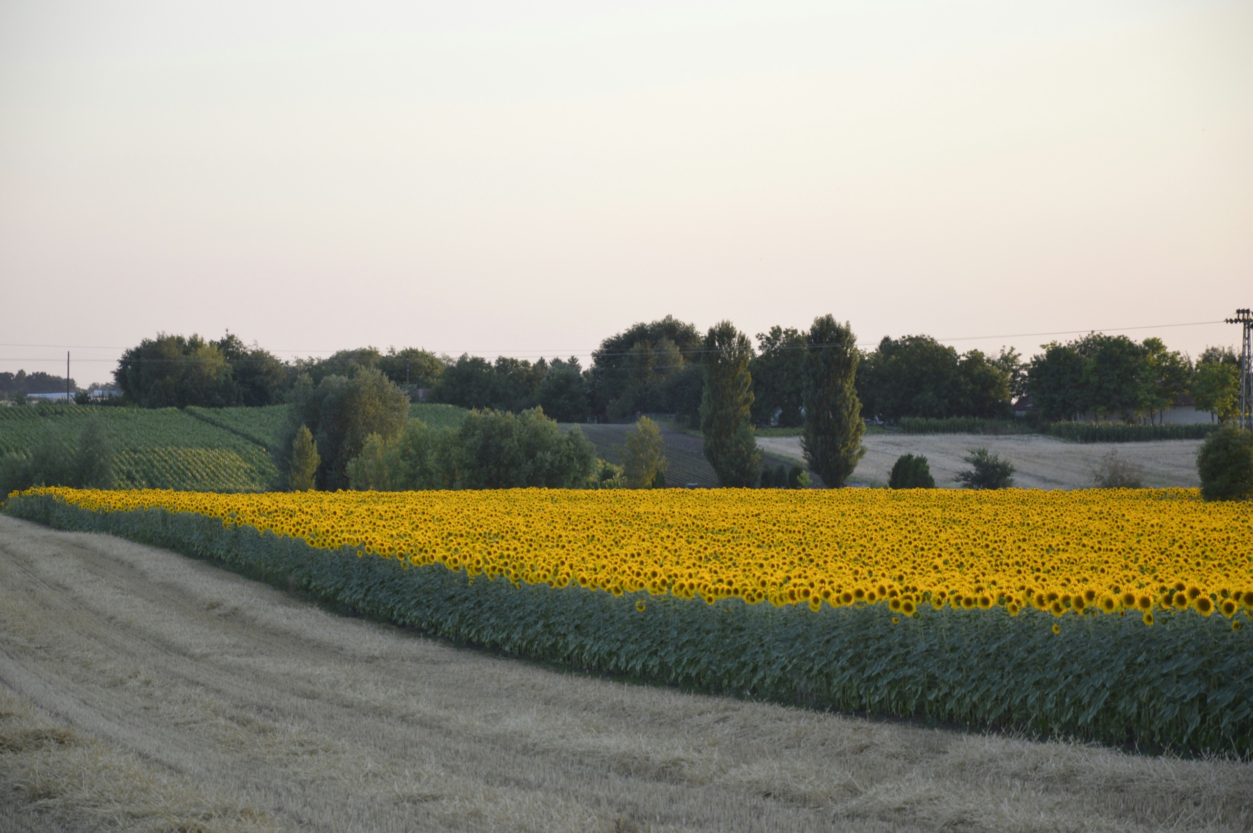 A sunflower field in full bloom, with a mown stubble field in the foreground and a treeline beyond.