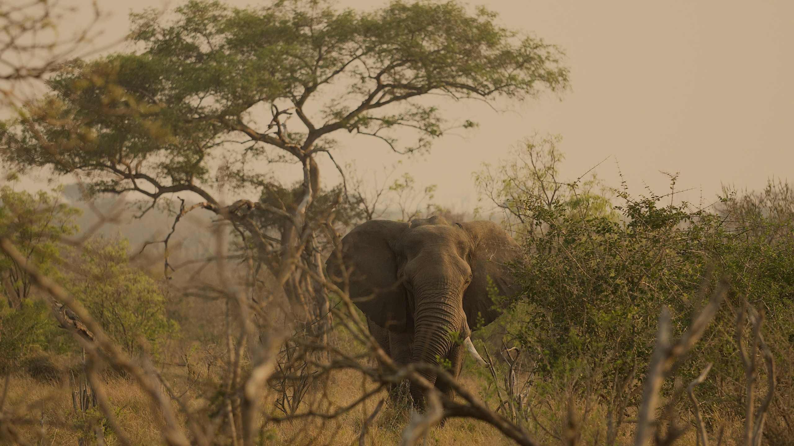 An elephant stands half hidden in dry thorn scrub beneath a flat-topped tree, in warm dusty light.