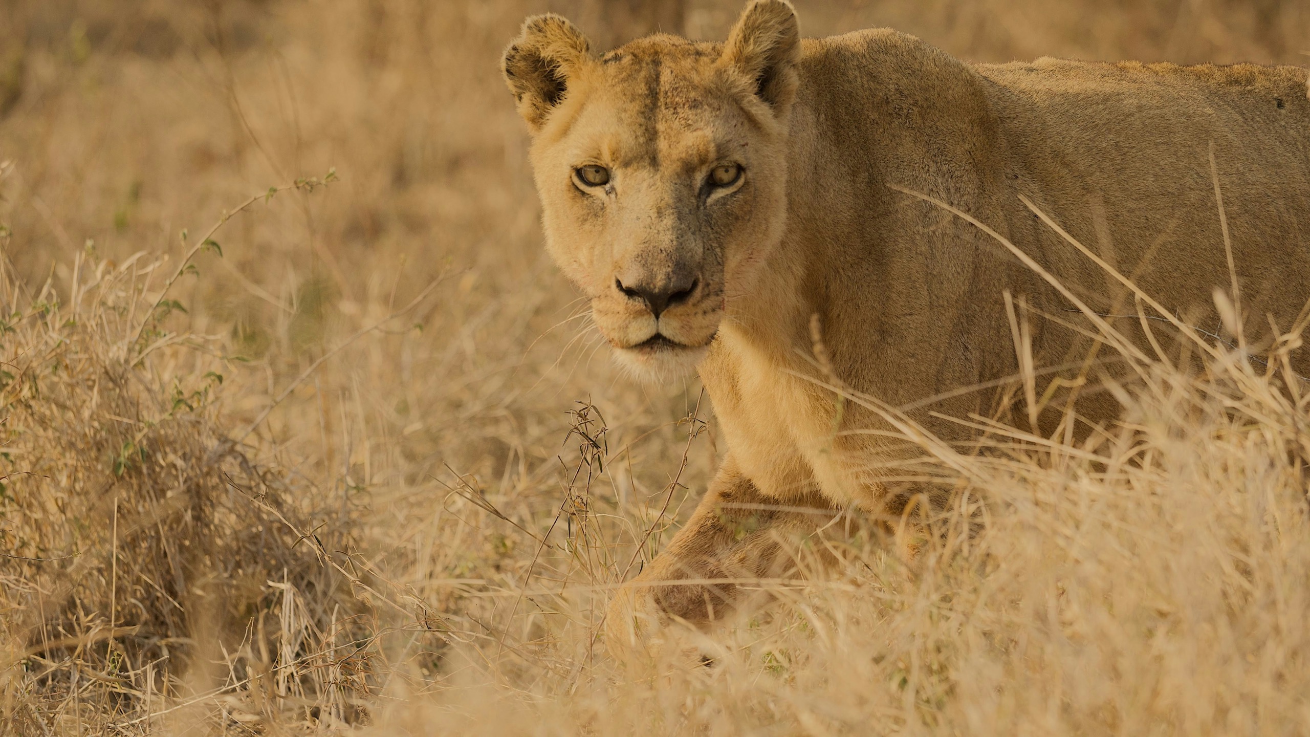 A lioness walks through tall dry grass and looks straight at the camera.