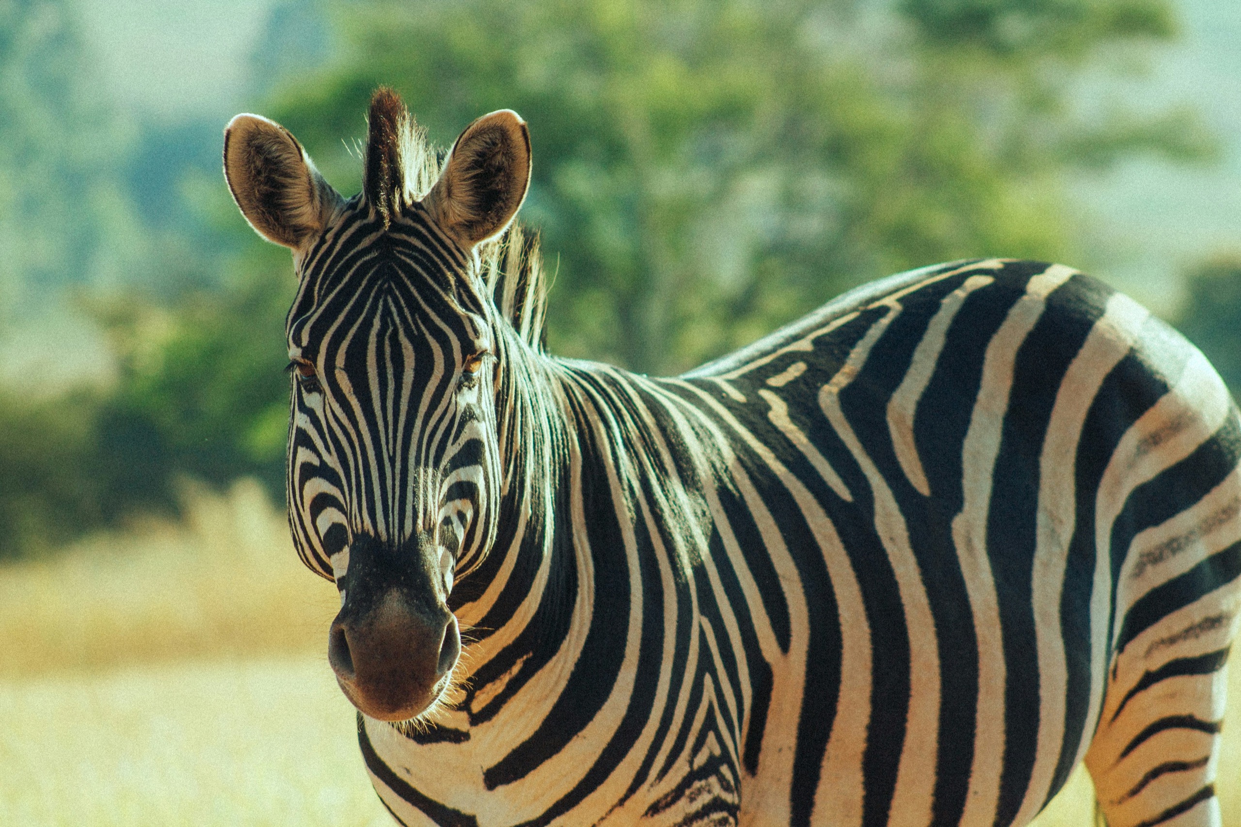 A zebra faces the camera at close range, ears forward, with soft green bush blurred behind it.