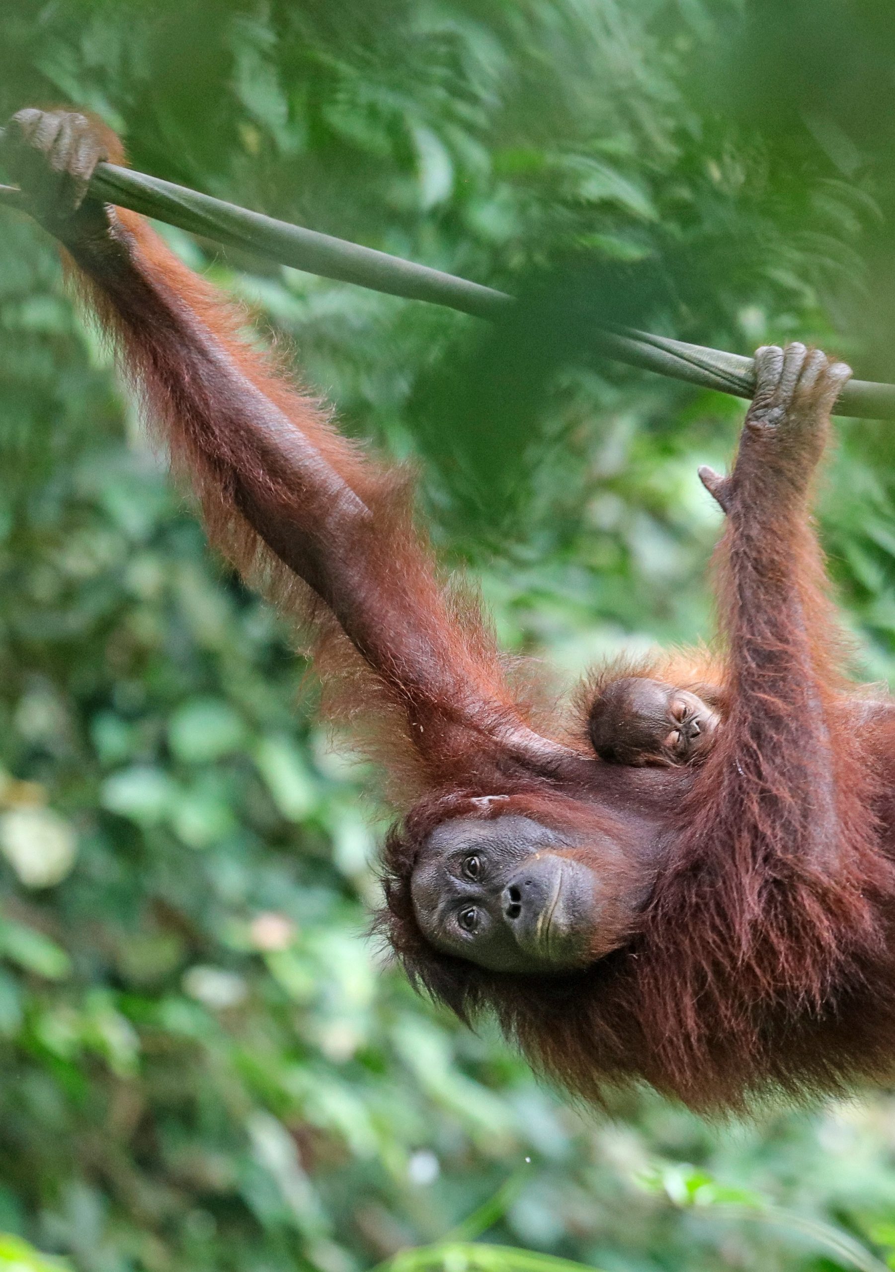 A mother orangutan and her baby hang from a vine in the Bornean rainforest.
