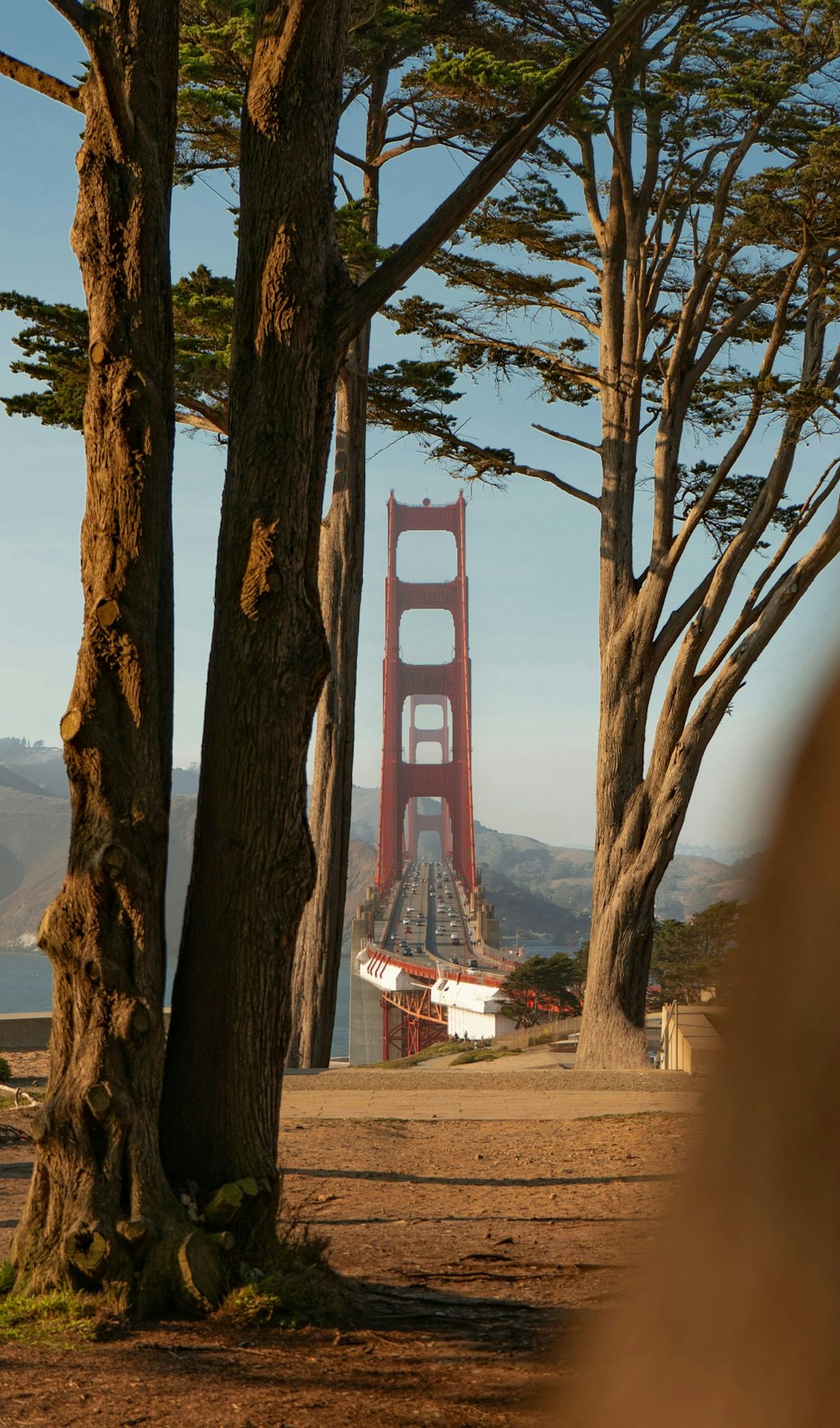 Picture of trees and Golden Gate Bridge in the background with cars driving through it.