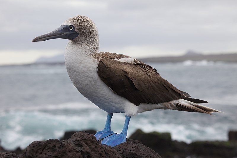 A blue-footed booby perches on volcanic rock along the Galápagos coastline