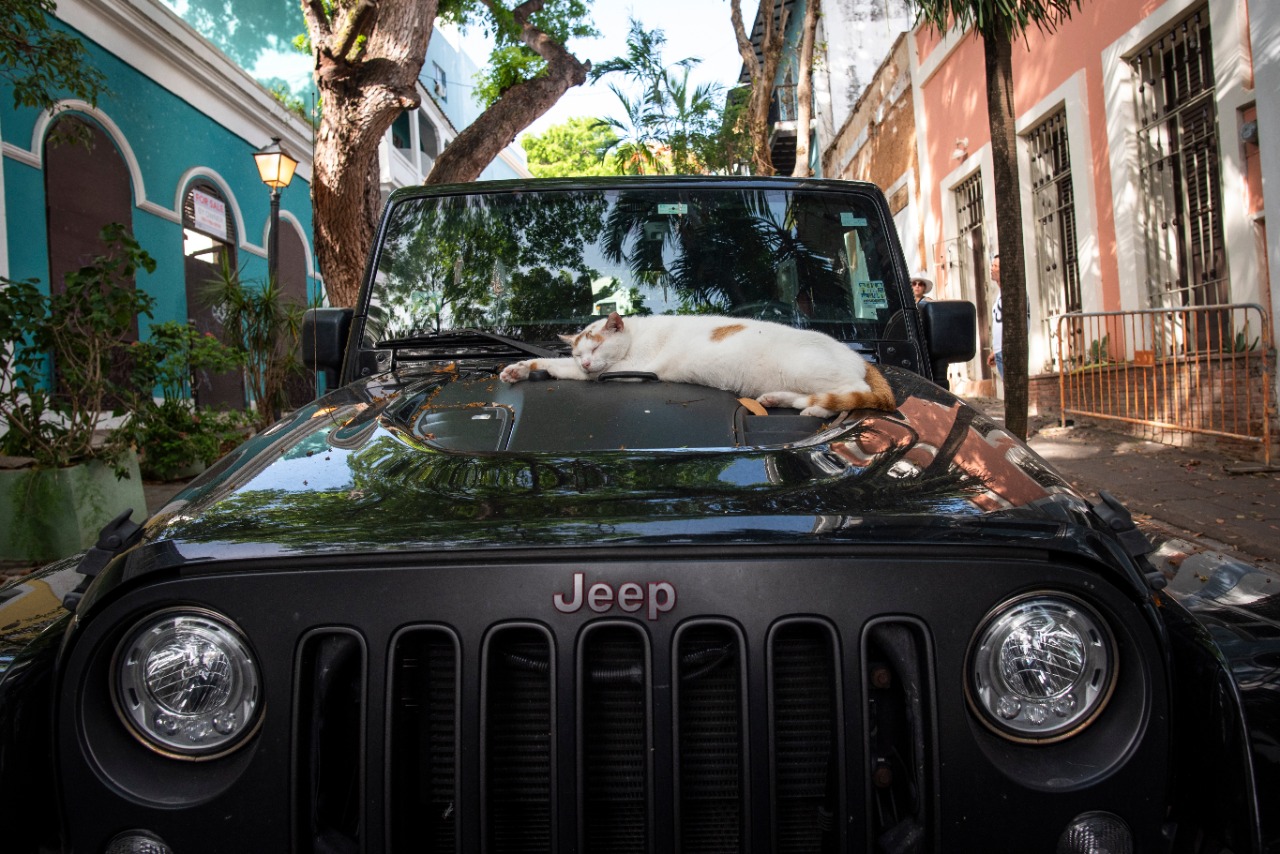 Cat sleeping on a Jeep in Old San Juan, Puerto Rico