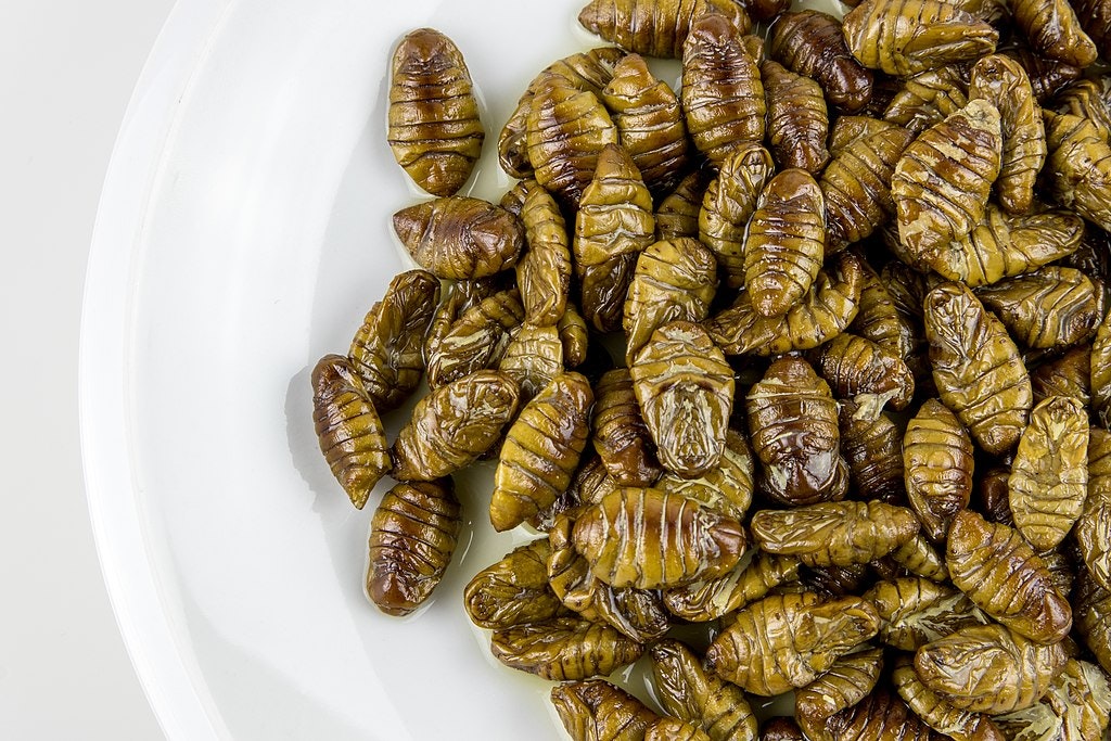 Silkworm Pupa, Photo© Superbass / CC-BY-SA-4.0 (via Wikimedia Commons)
