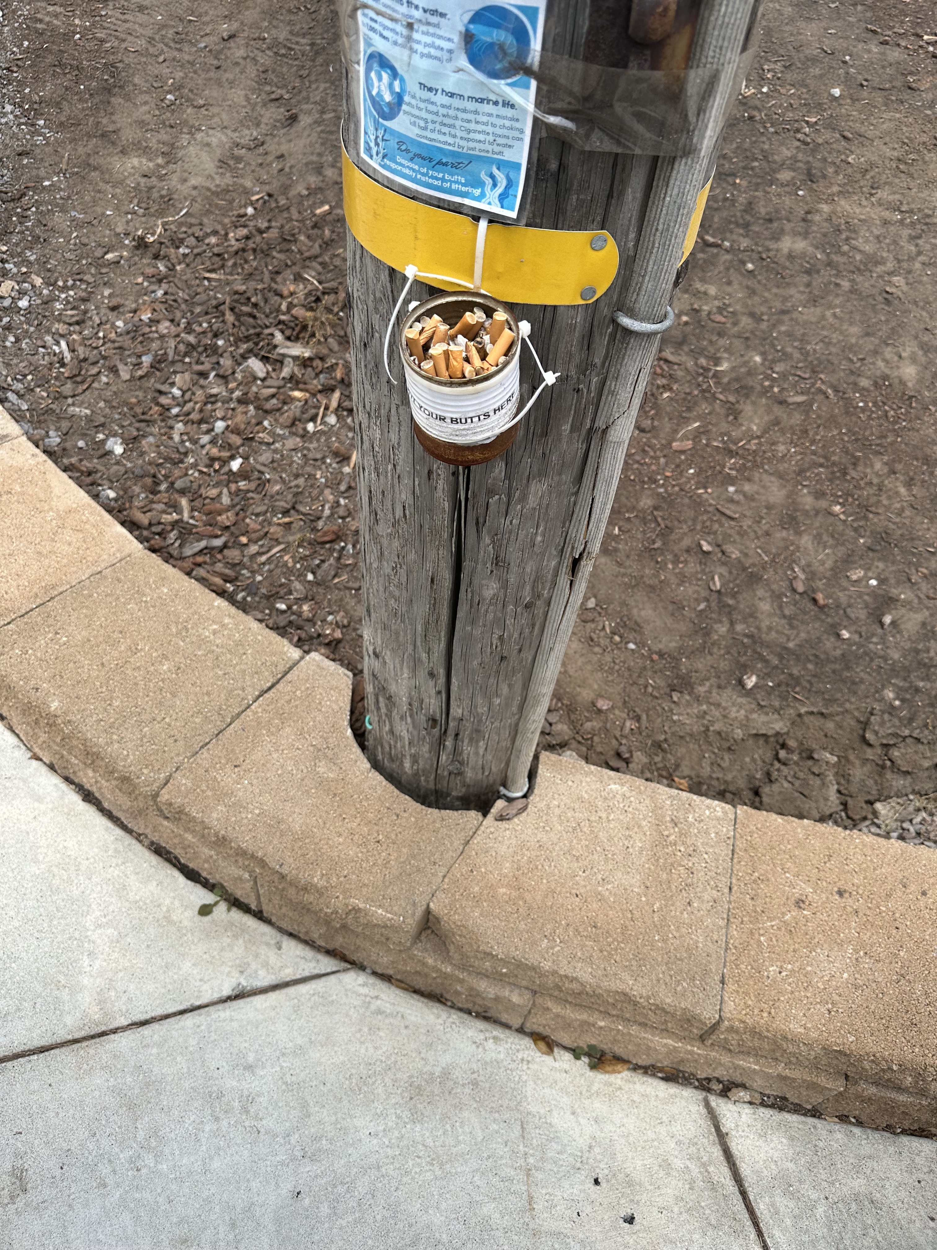 Skylla McArthur - Cigarette Butts & Preventing Harm To Marine Life - Image 3