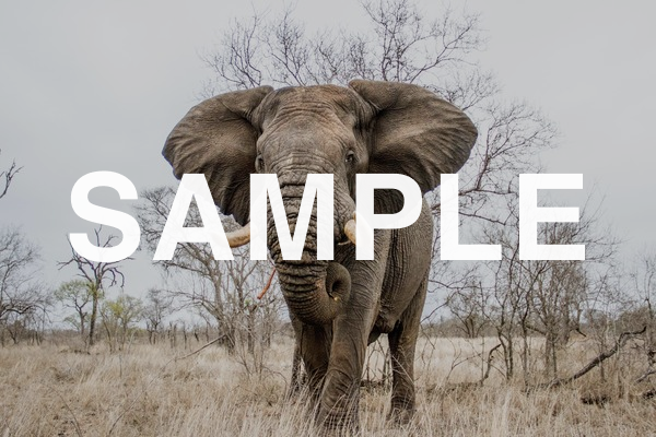 South Africa: Ranger Conservation and Safari Program