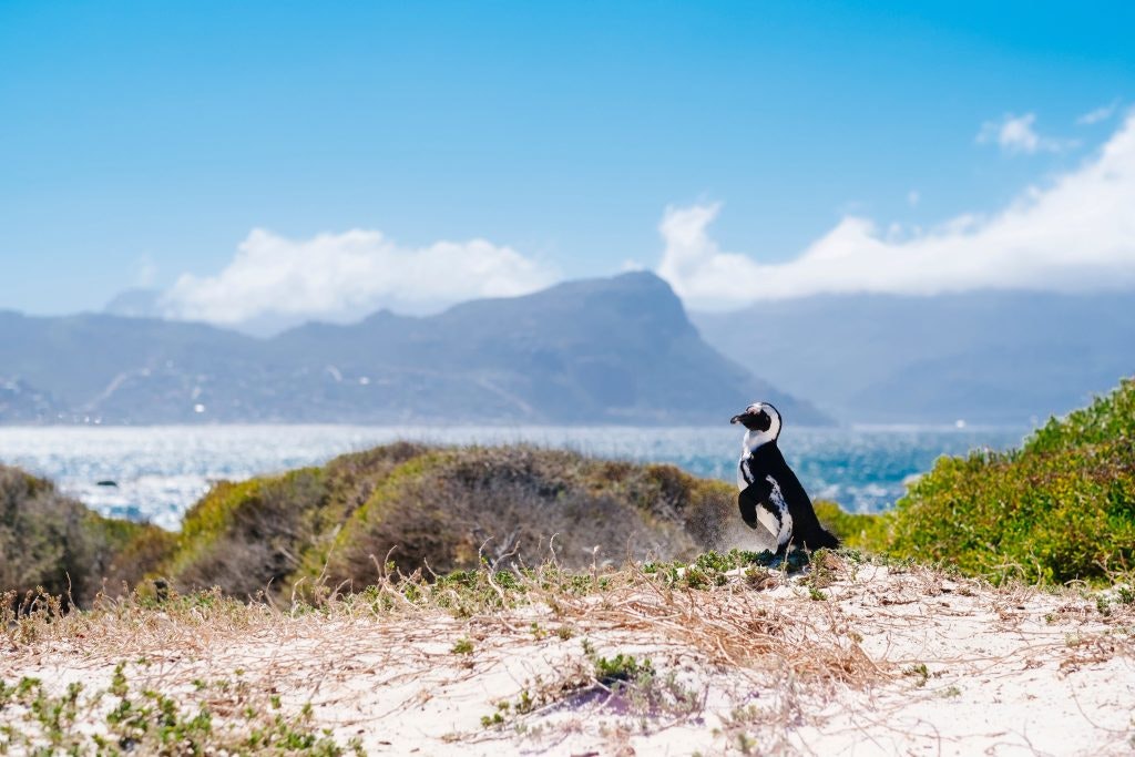 A penguin stands on the rugged cliffs of South Africa, gazing out over the crashing waves and vast Atlantic Ocean.