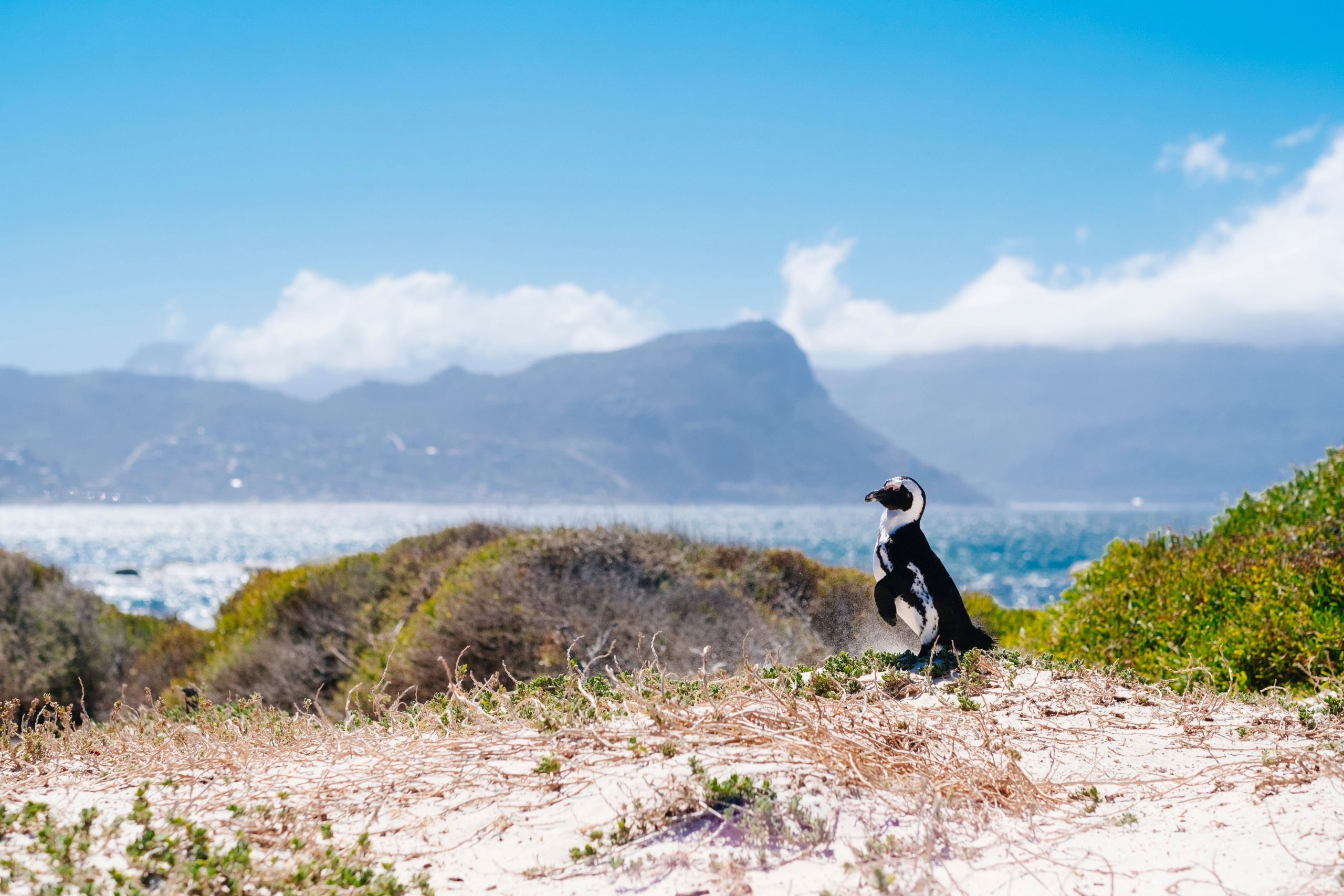 Students watch an African penguin stand on a dune overlooking the coastline and mountains